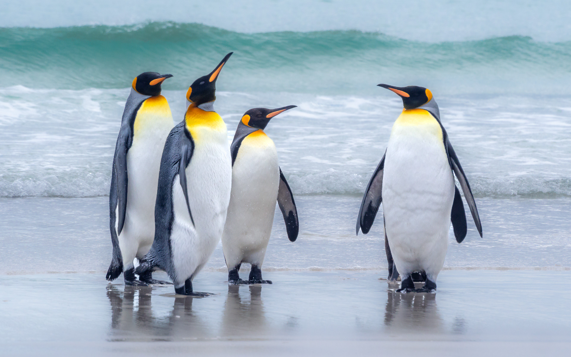 King Penguins at Saunders Island