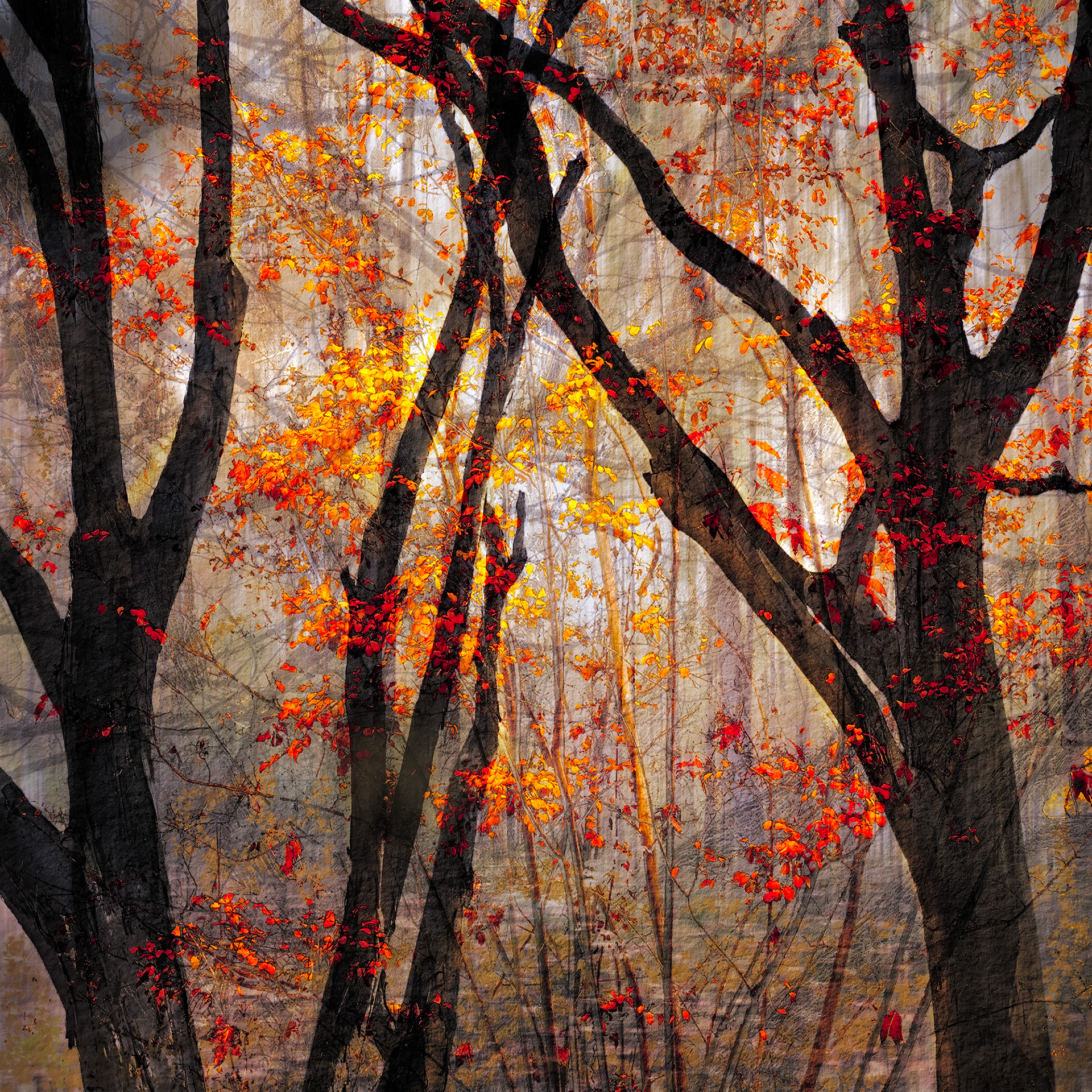 Woodland