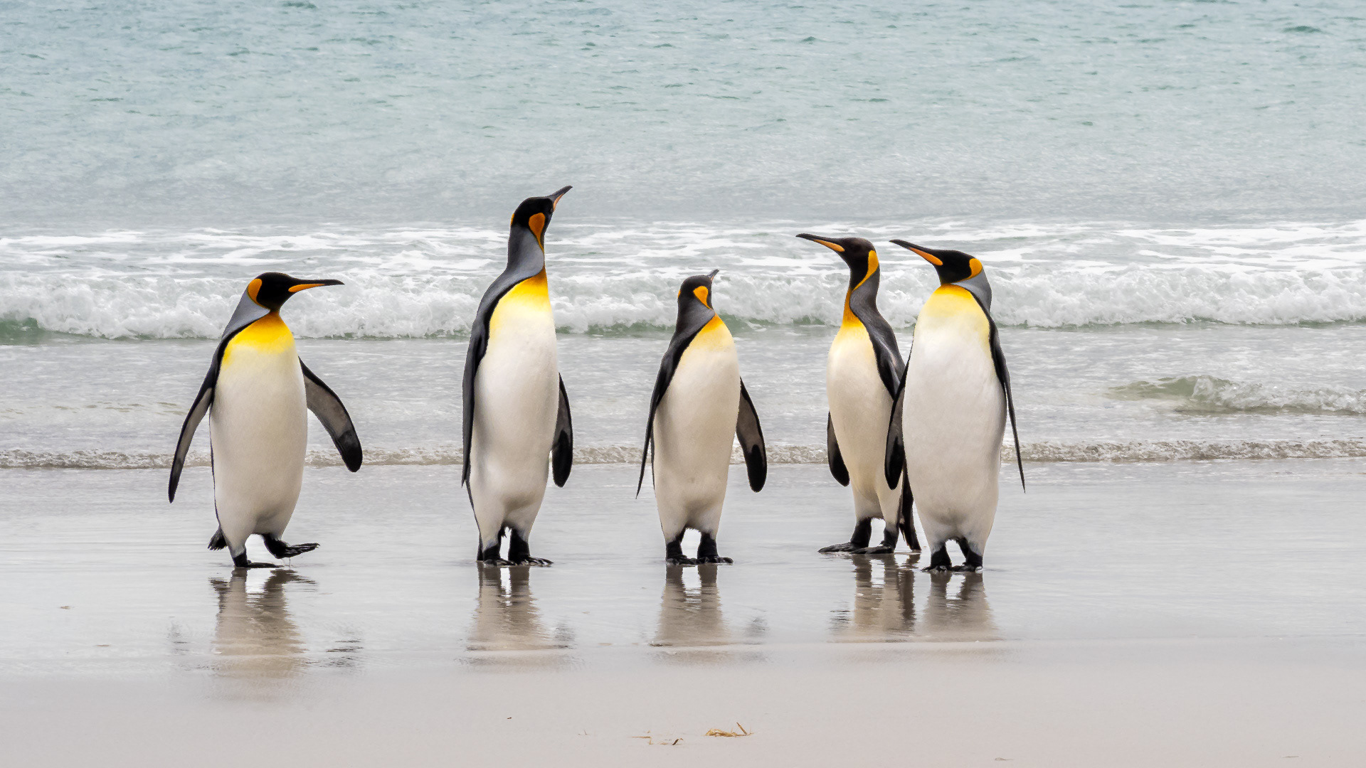 King Penguins at Saunders Island