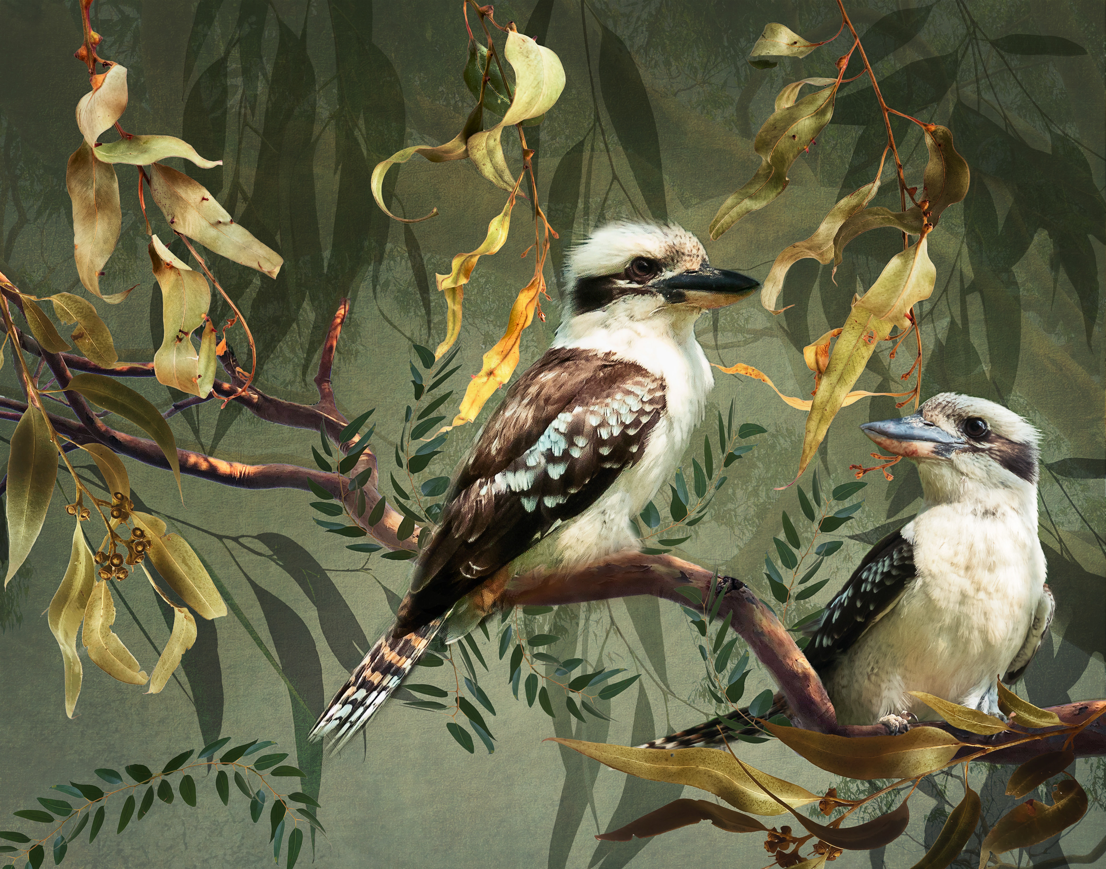 Two Kookaburras