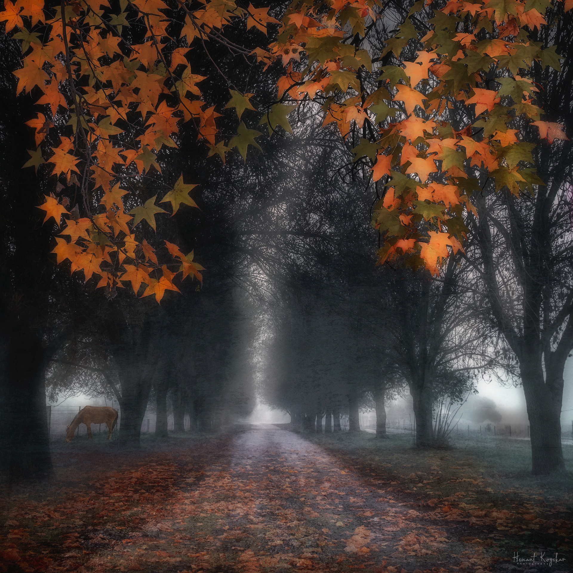 Foggy morning