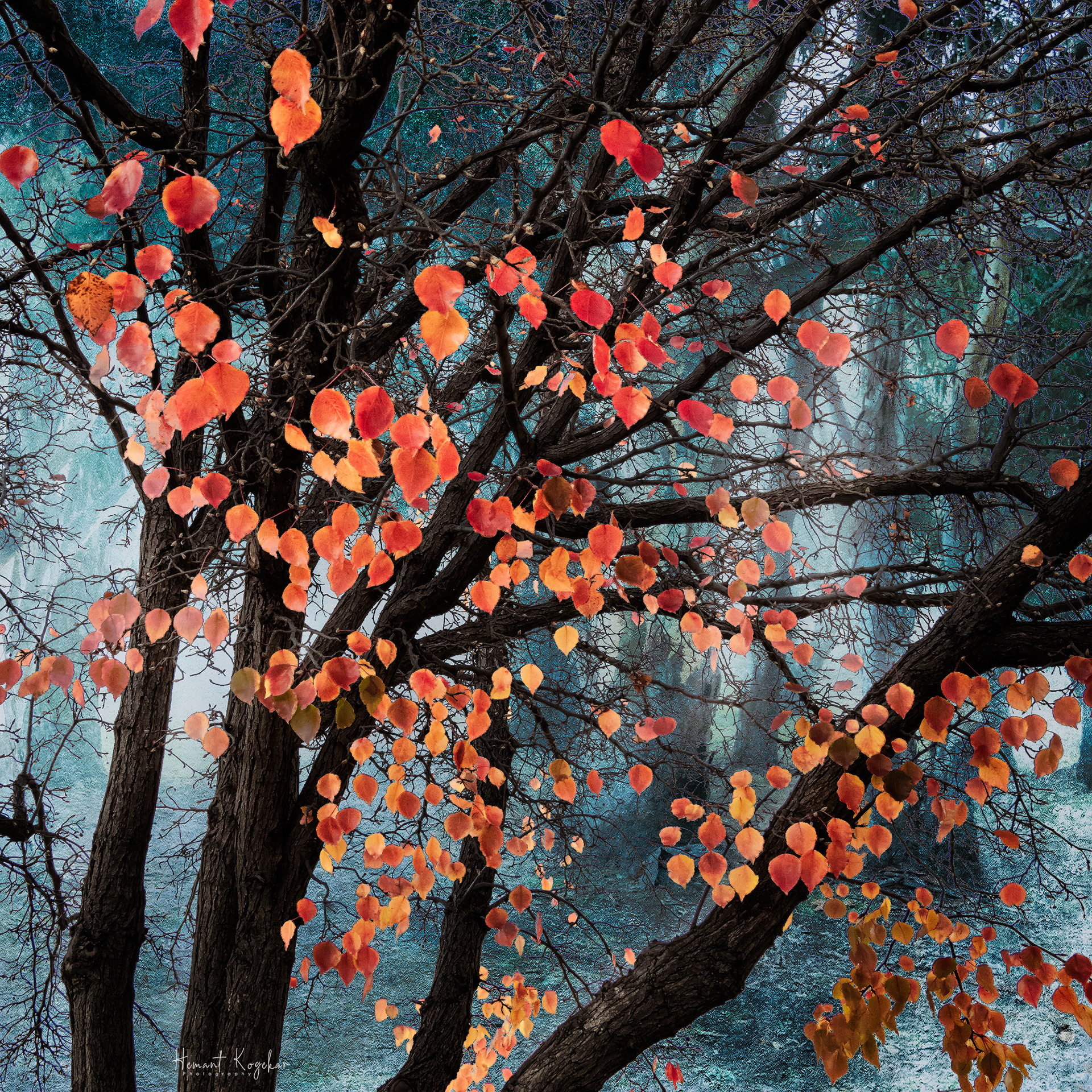 Autumn in Mudgee