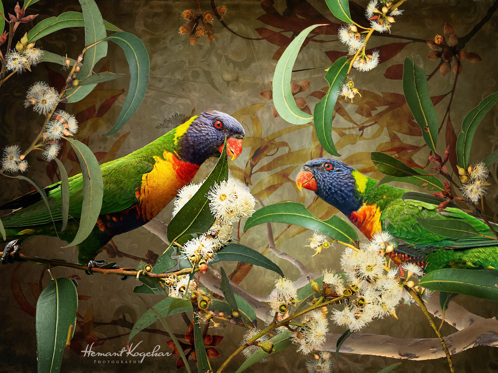 Lorikeets in gum blossom
