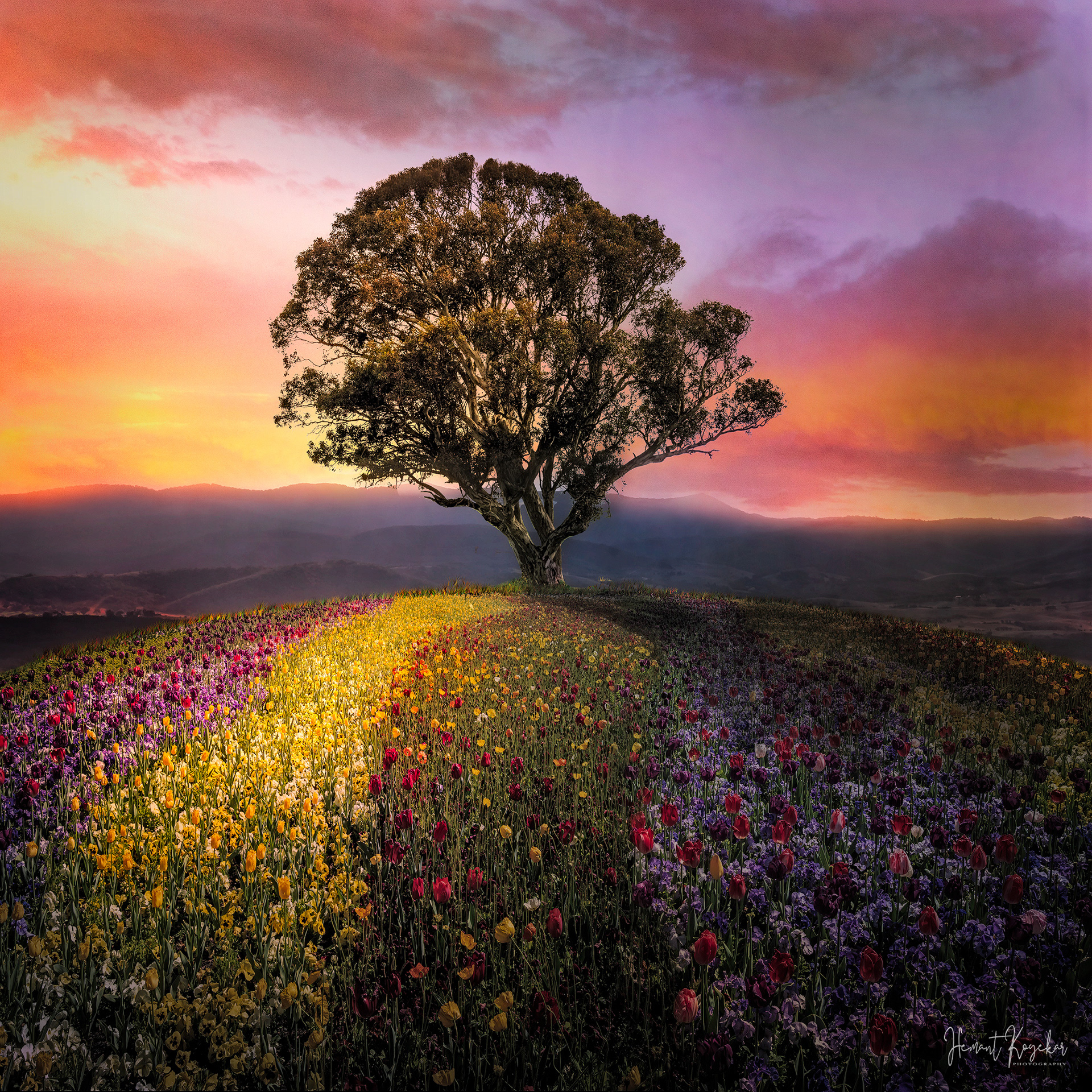 Tulip field