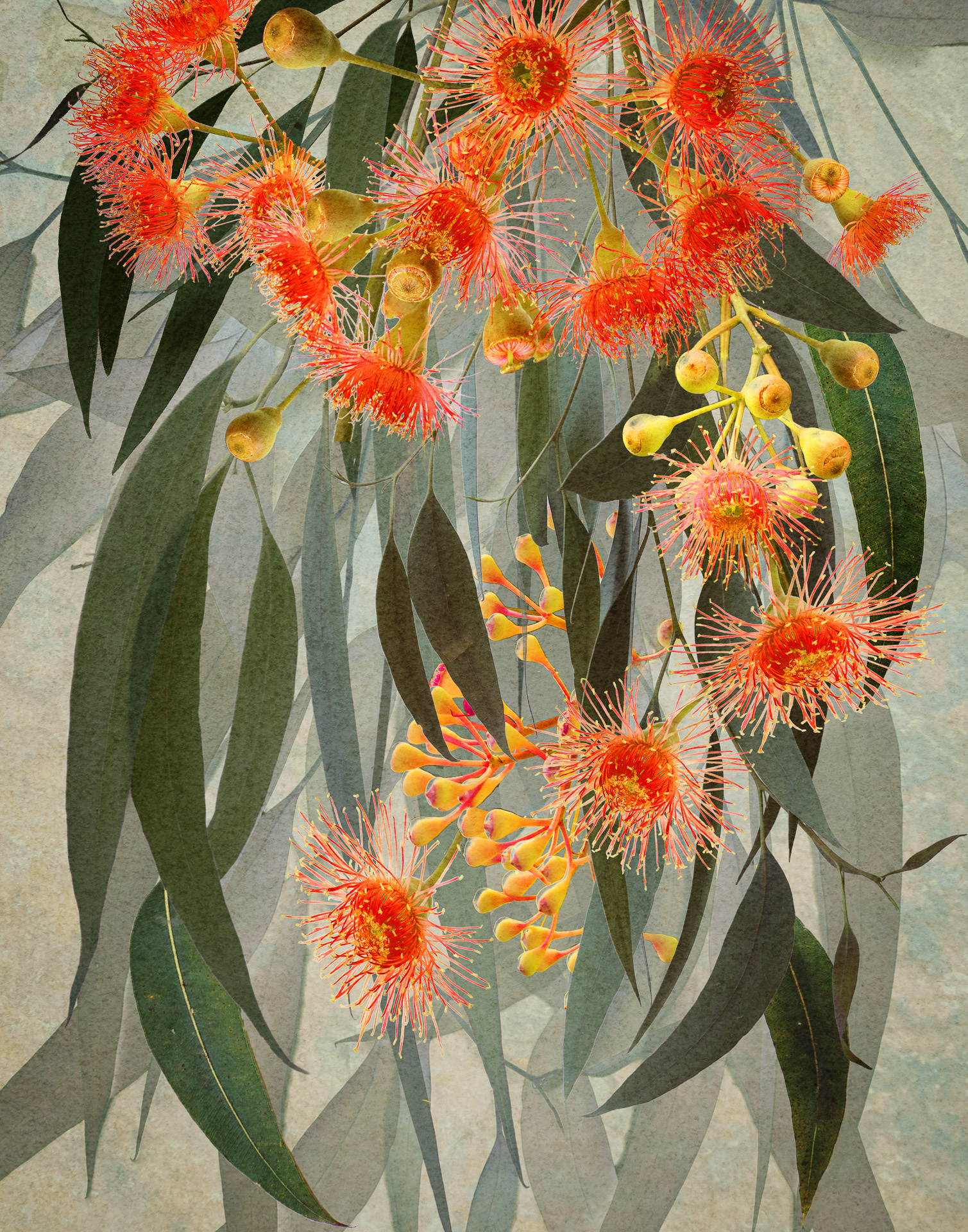 Gum Blossoms
