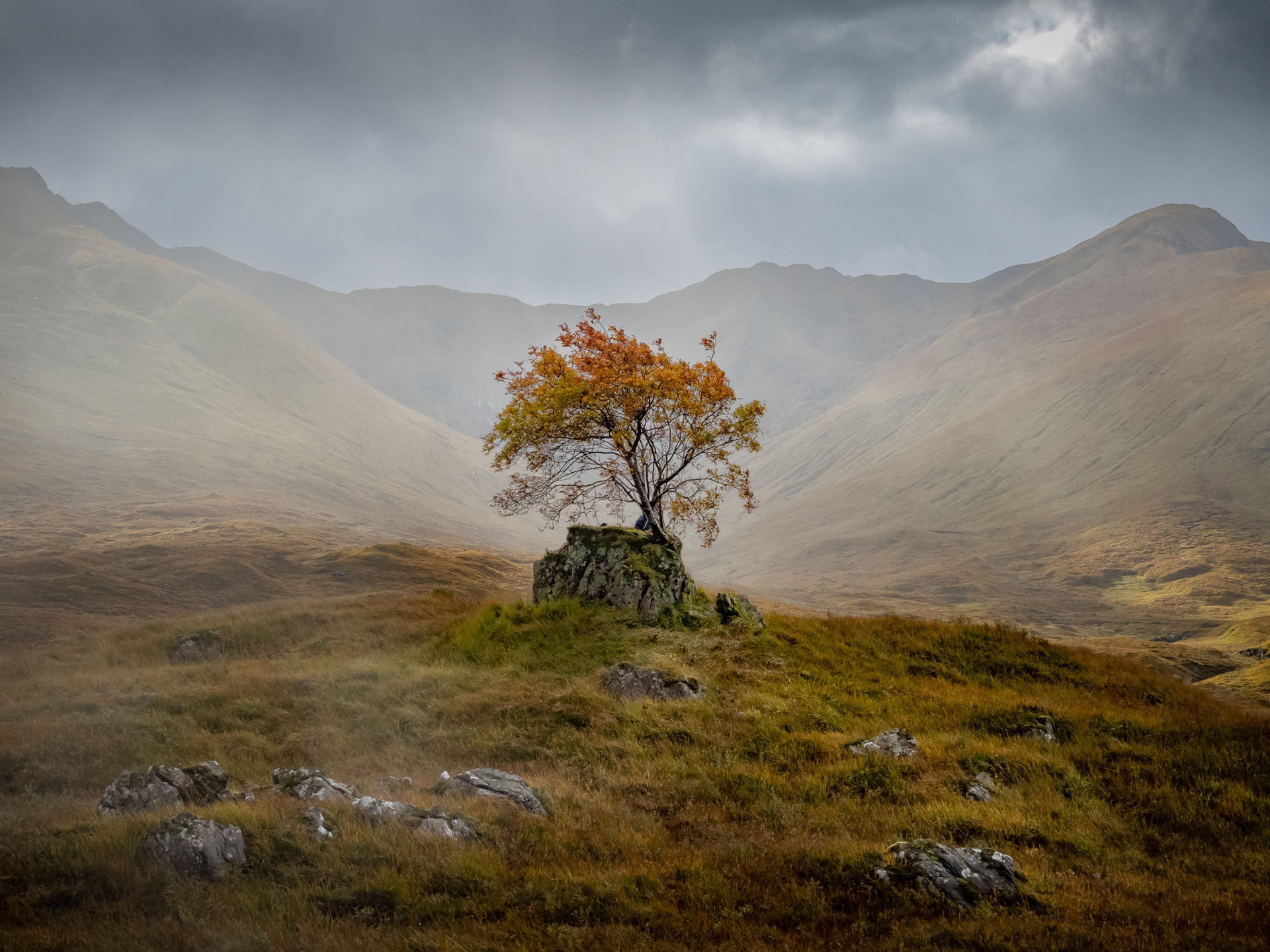 Lone Rowan Tree