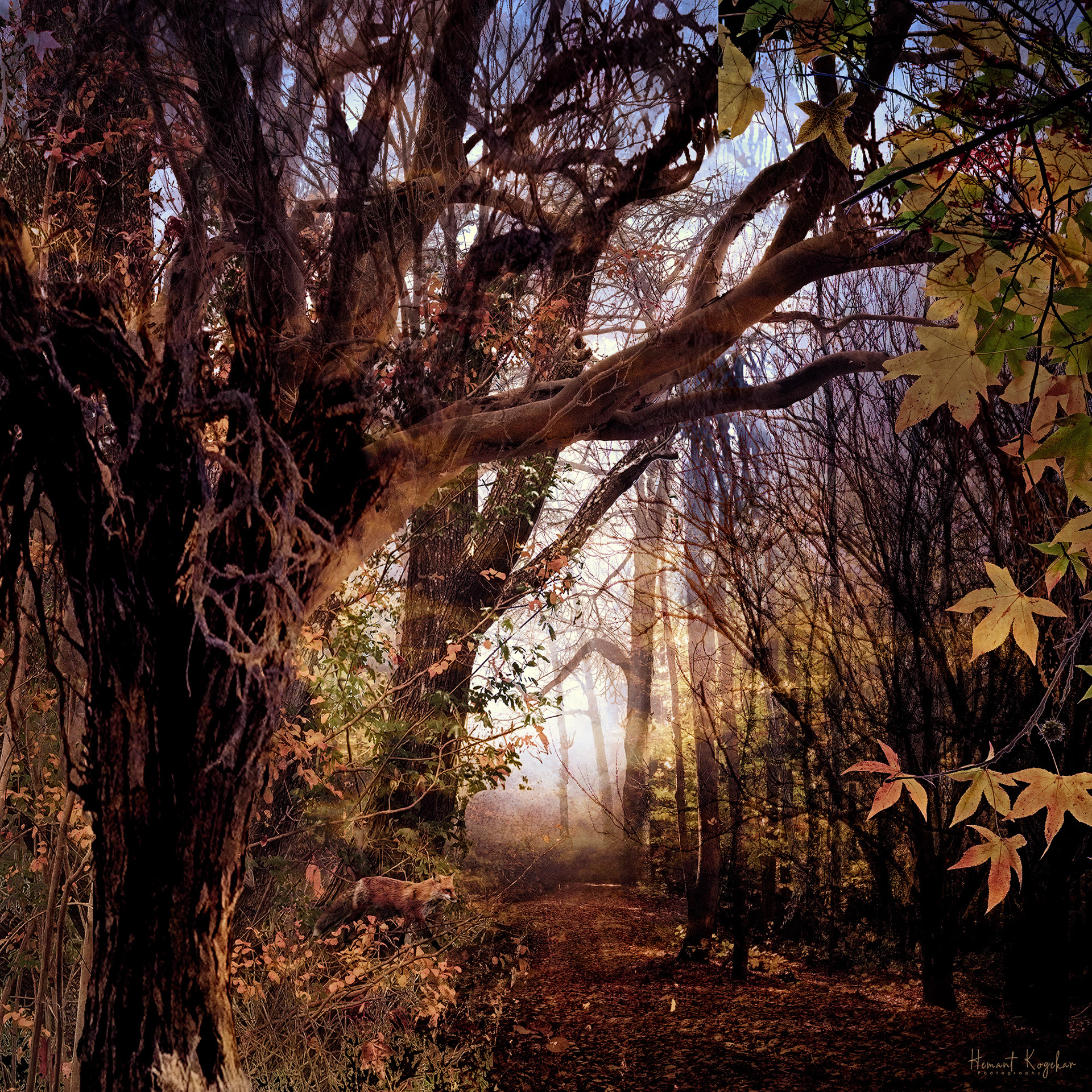 Autumn in the bush