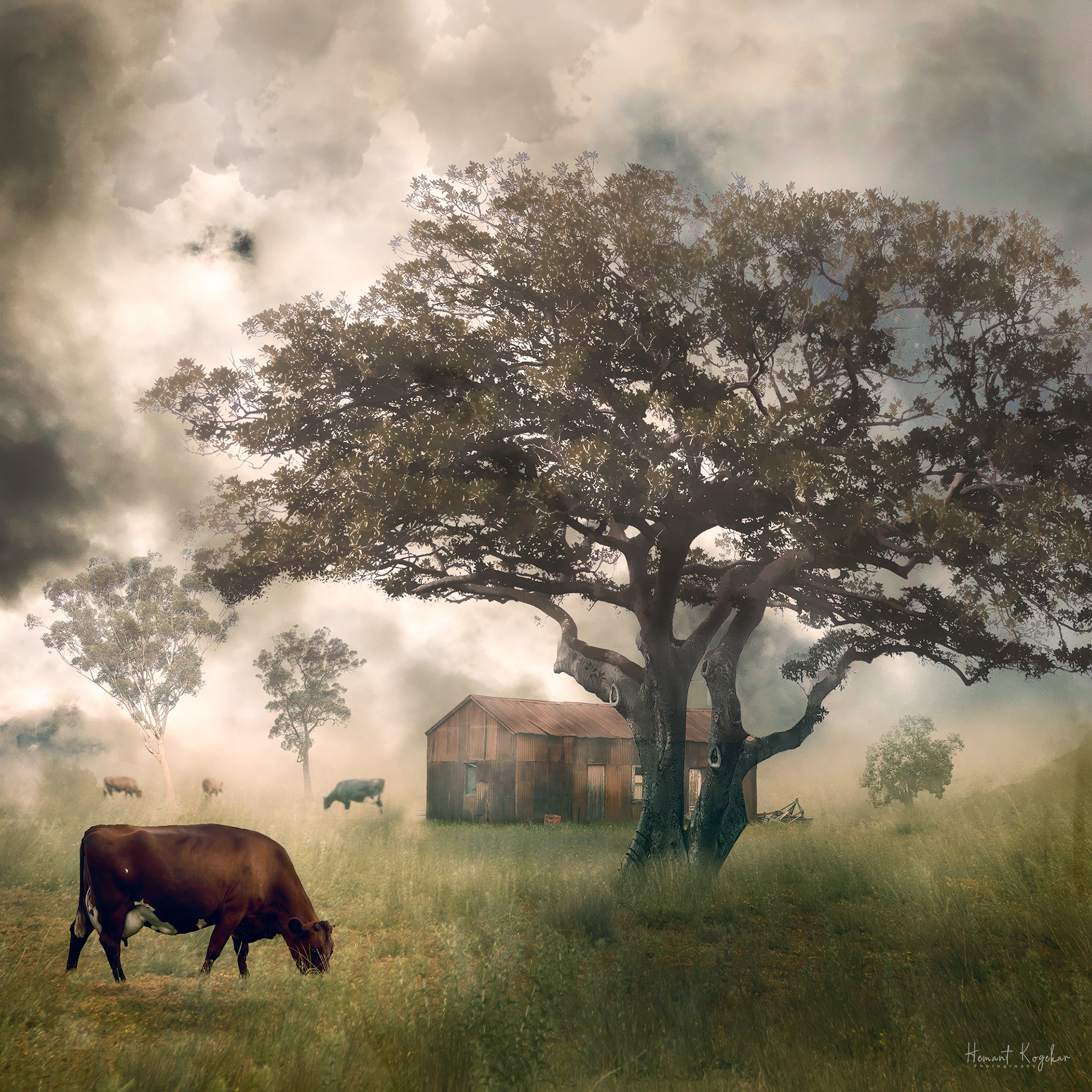 Grazing