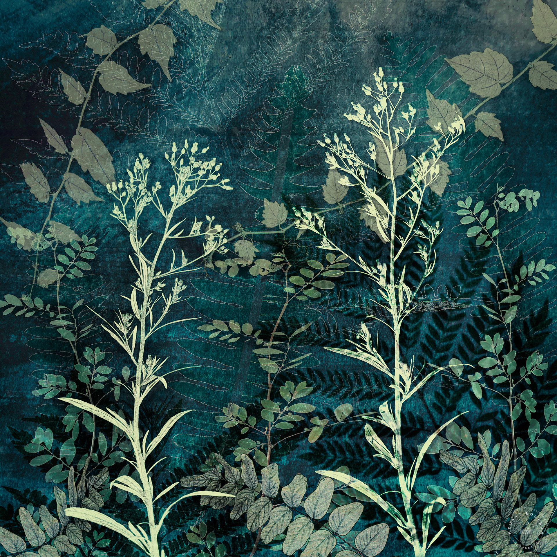 Summer flowers