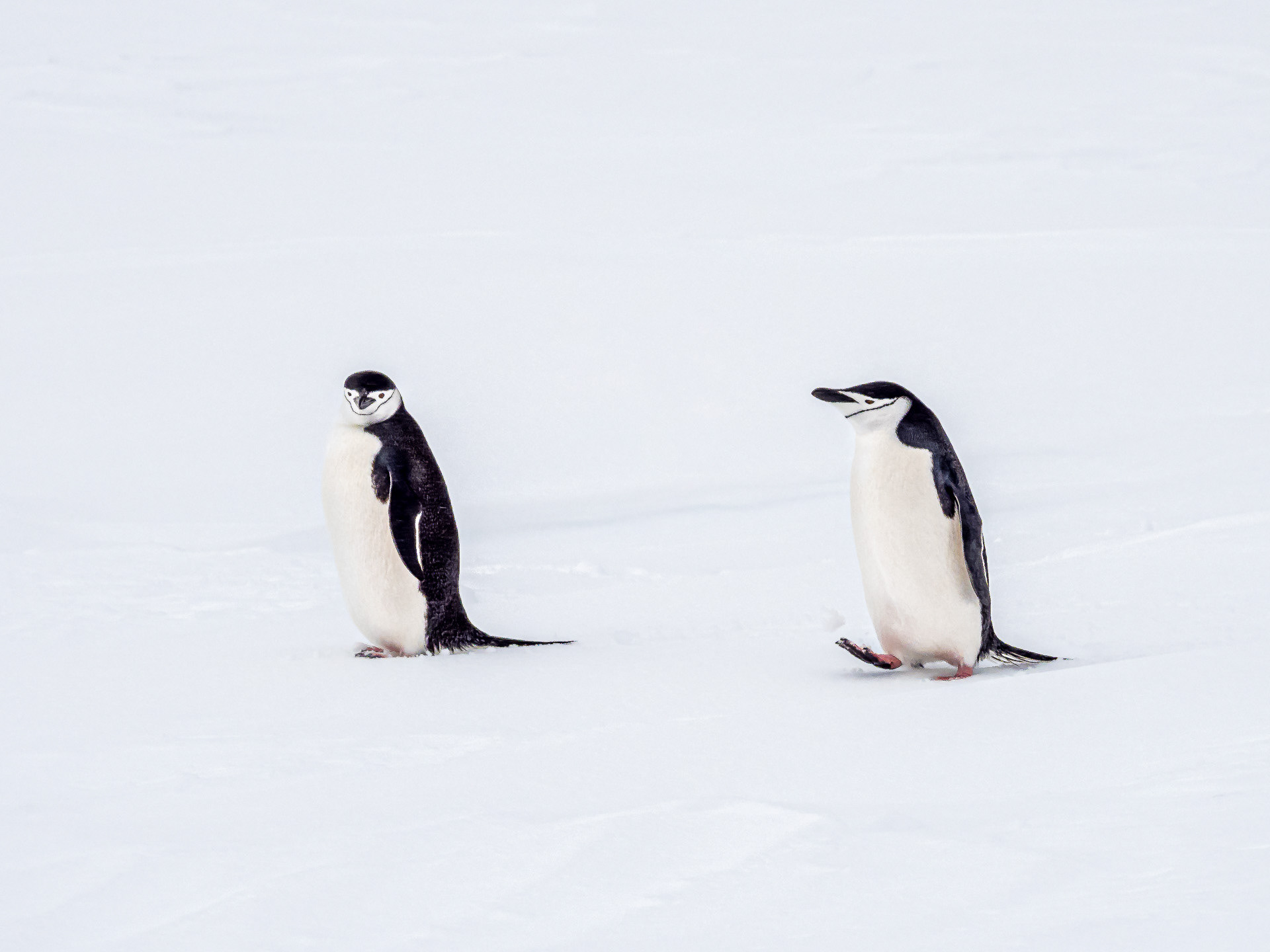 Chinstrap Penguins