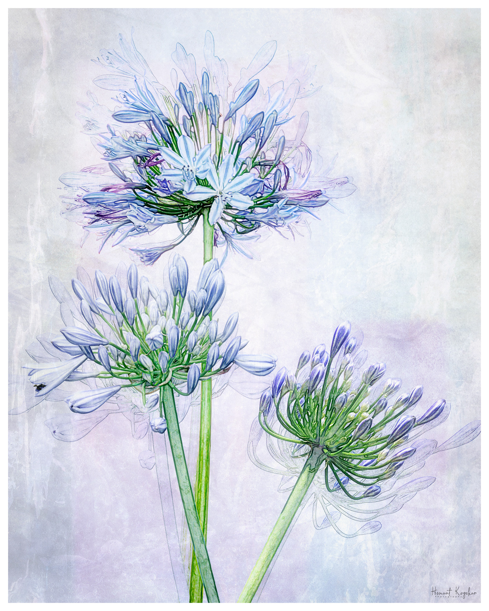 Agapanthus 2