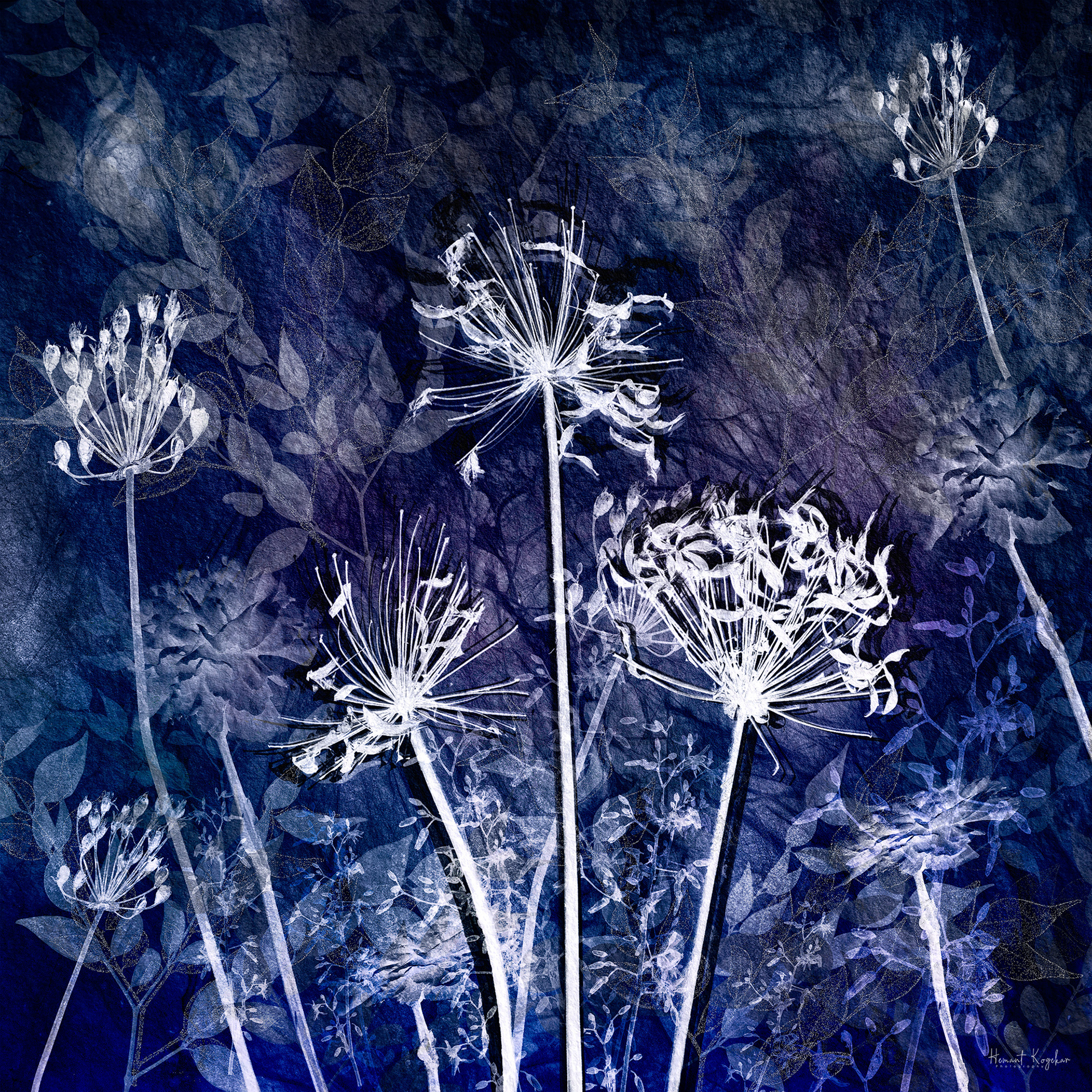 Agapanthus