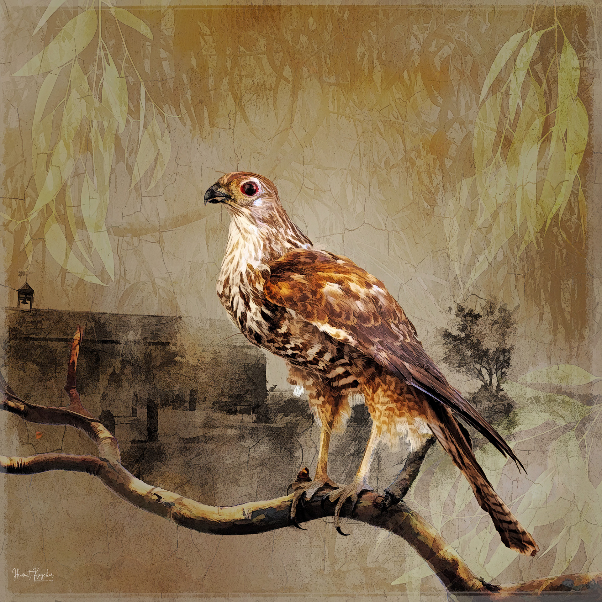 Eagle