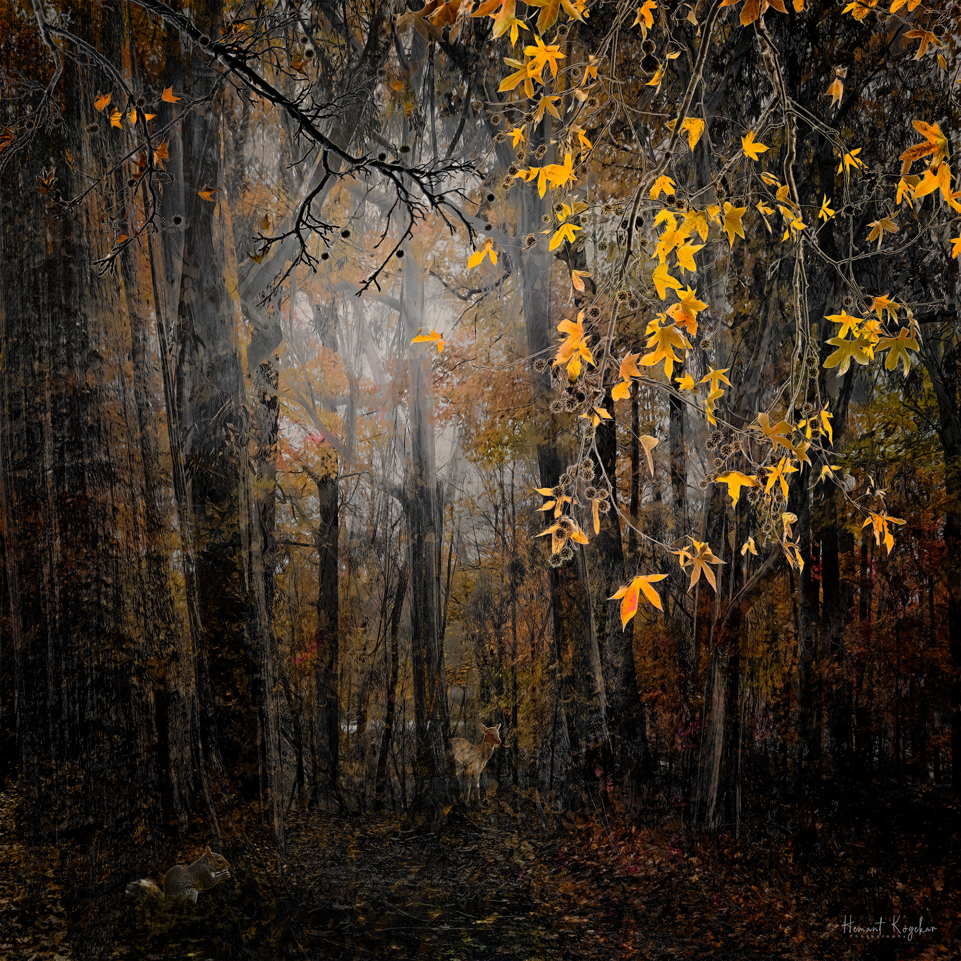 Lost in the woods