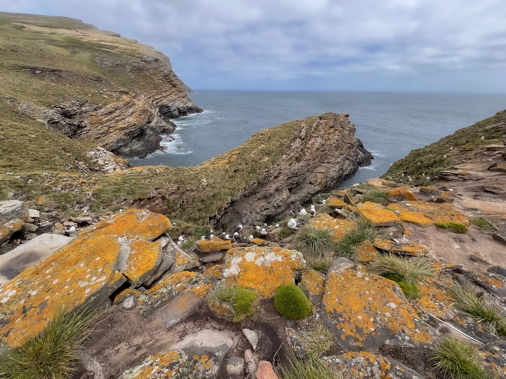 Albatros Colony, Westpoint