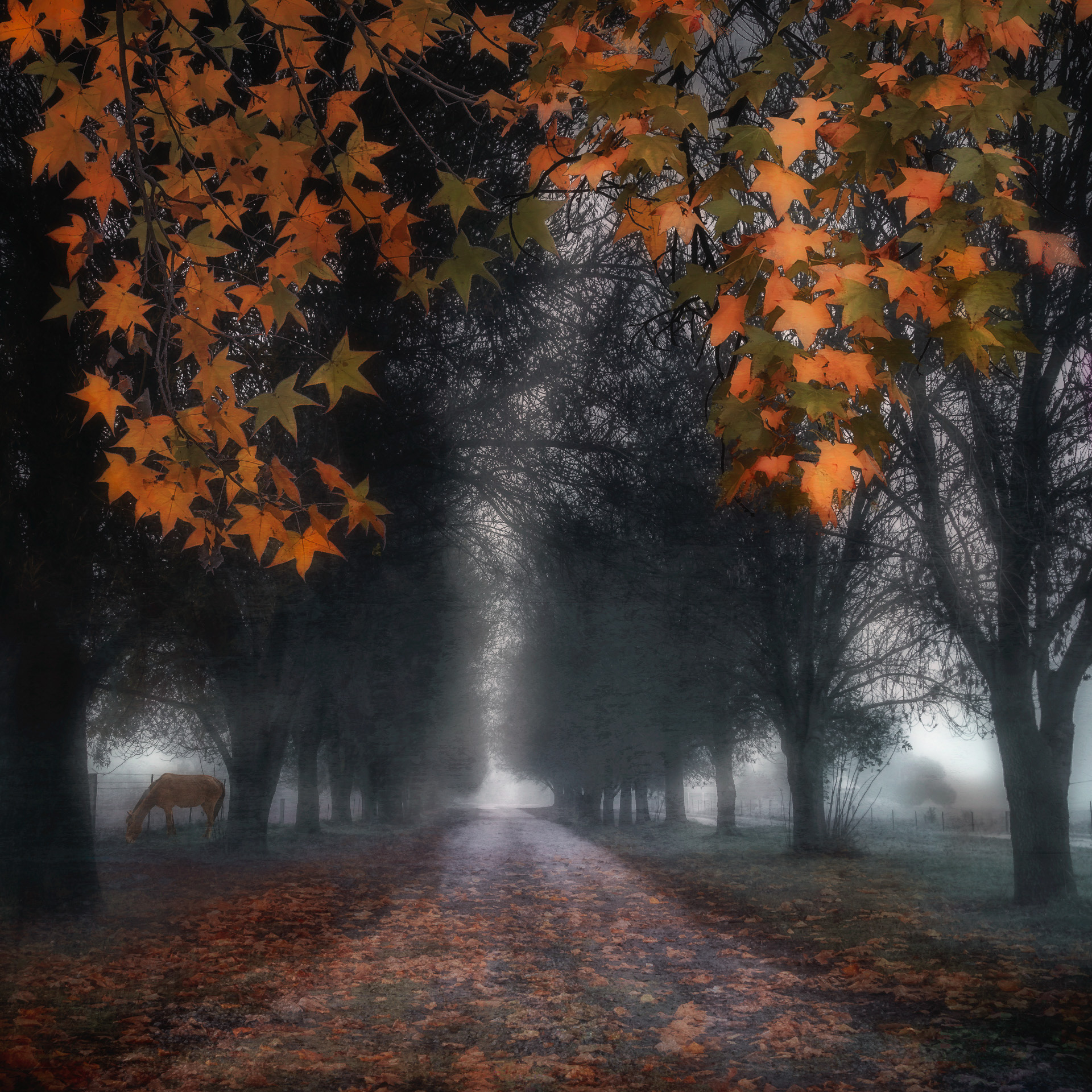 Foggy Morning
