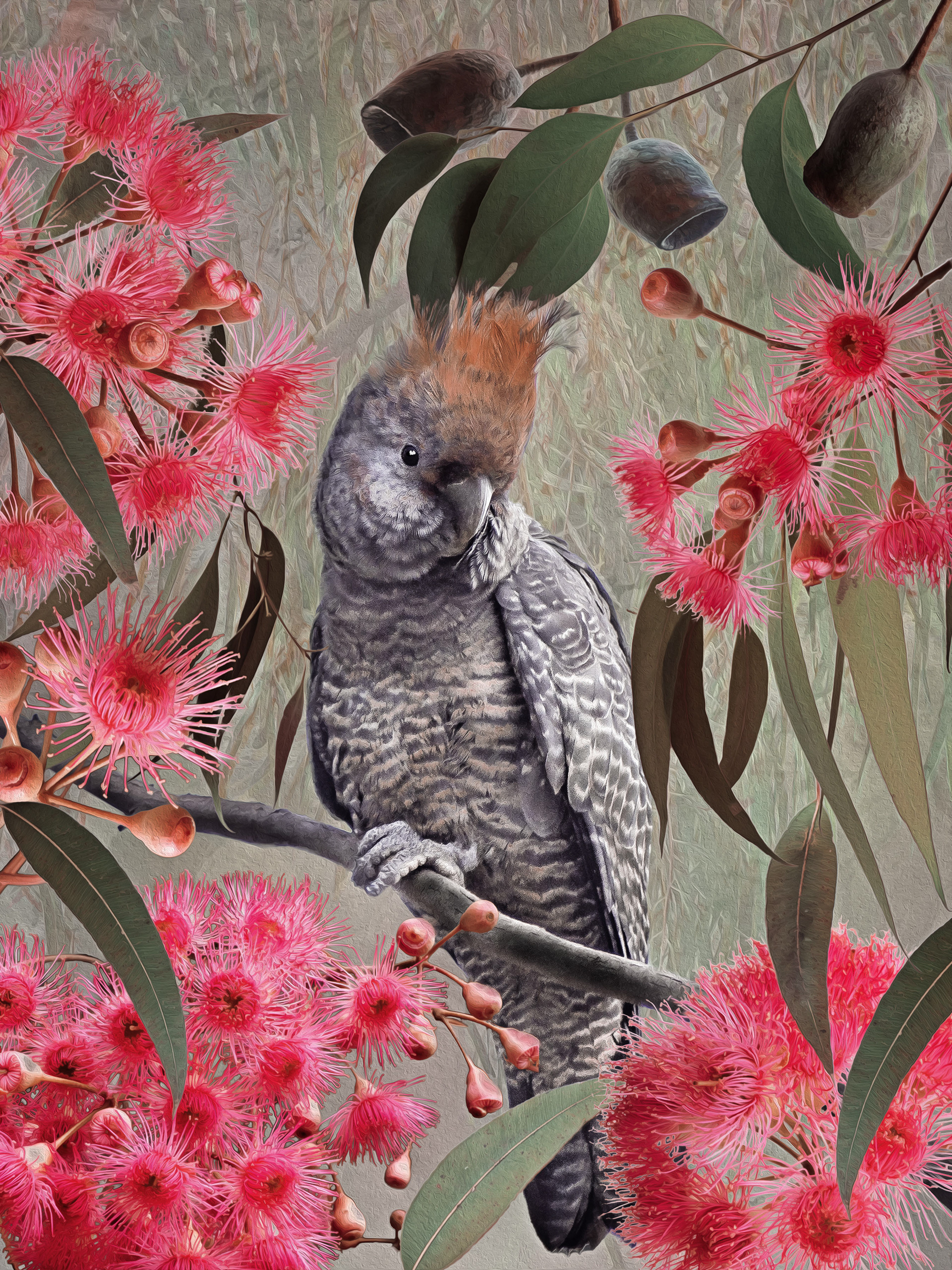 Gang Gang Cockatoo