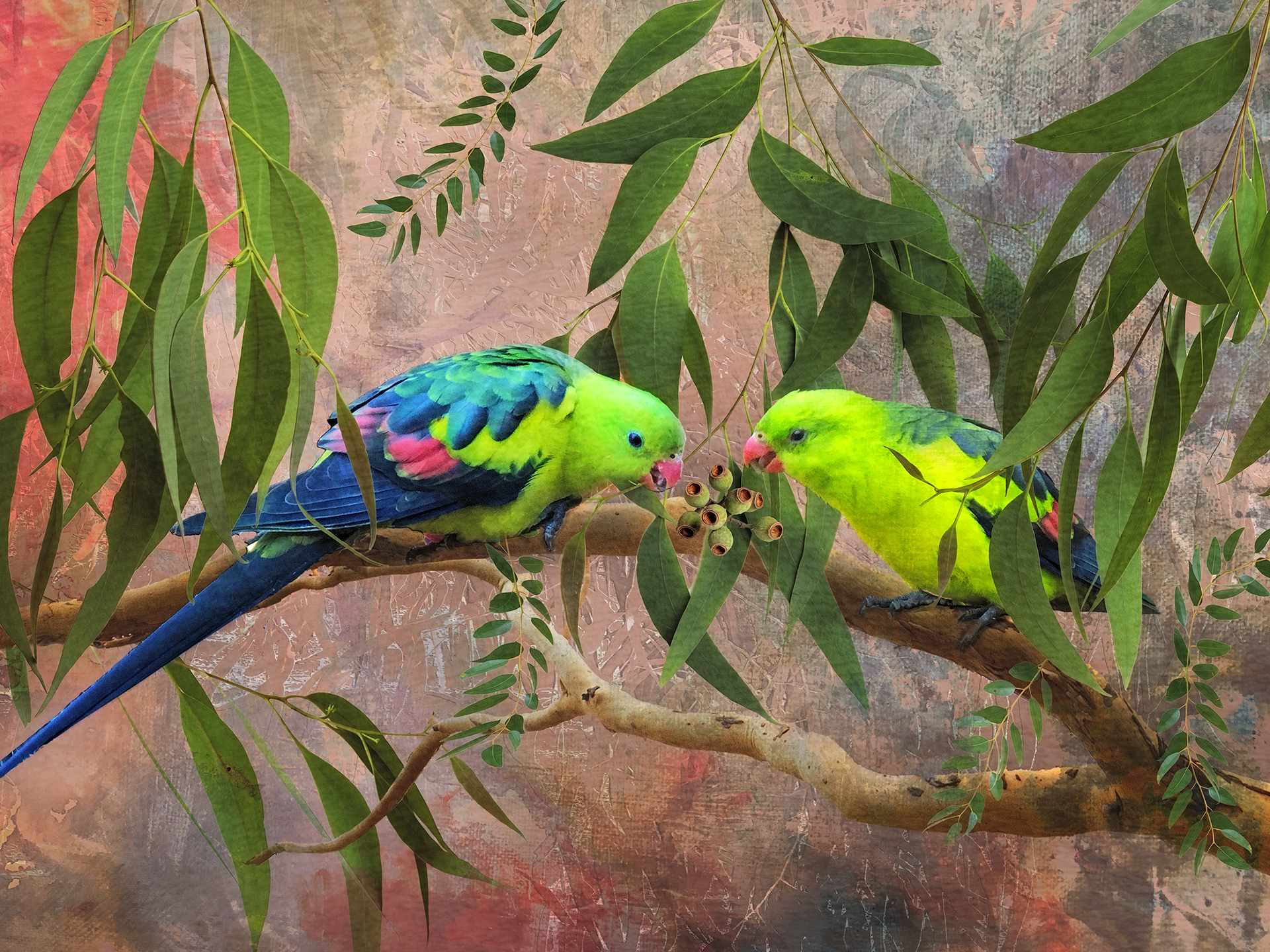 Lorikeets in Gum Tree