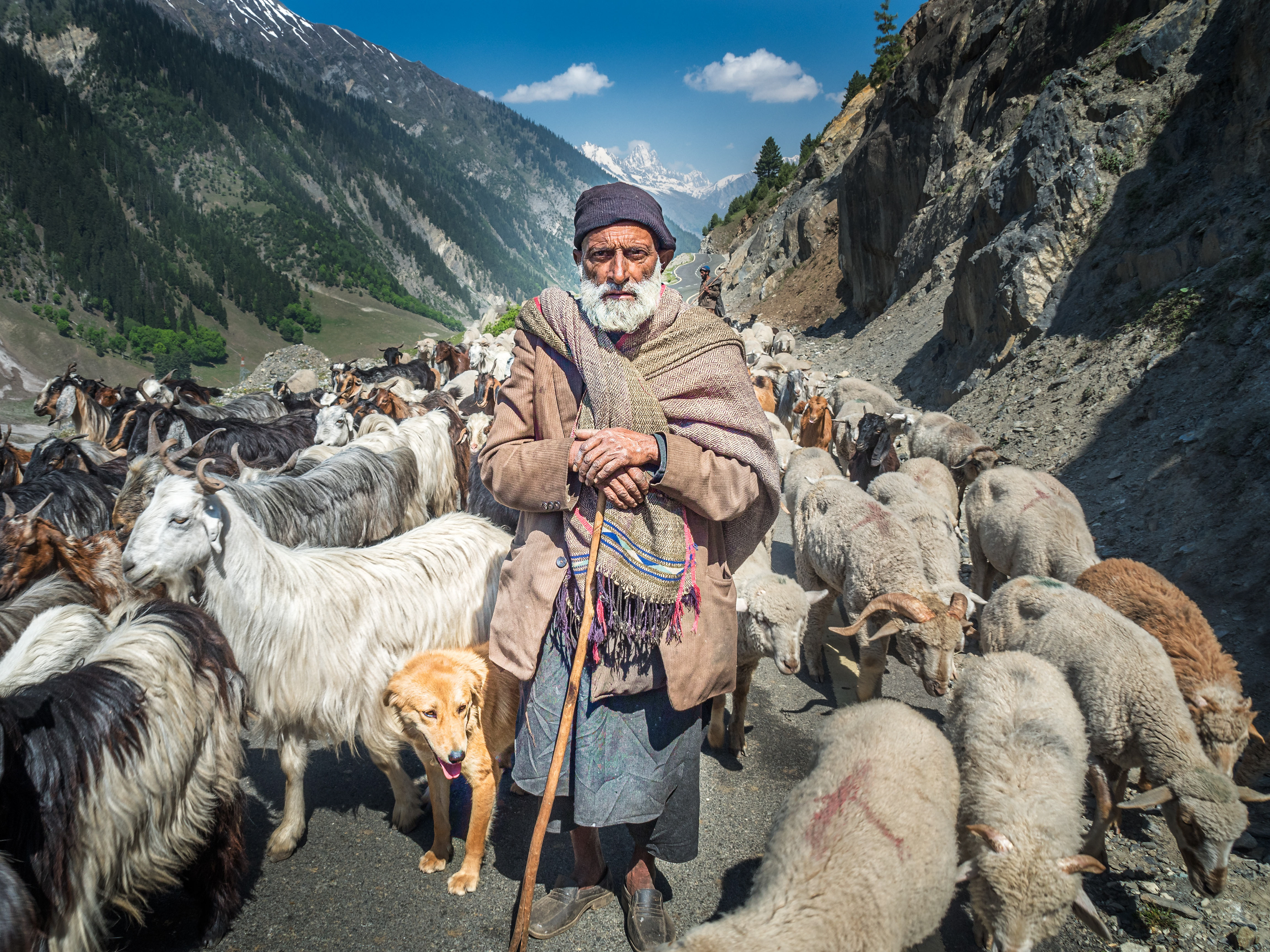 Herding sheep through mountains