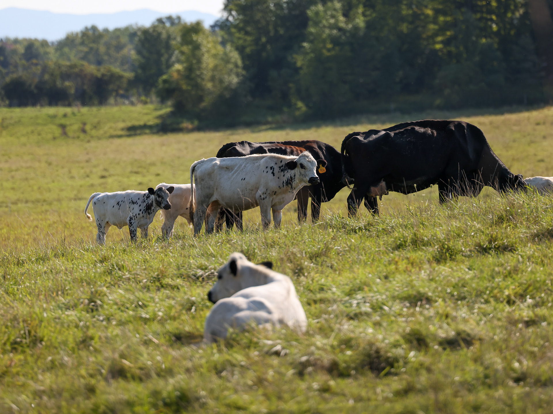 Champlain Valley, VT