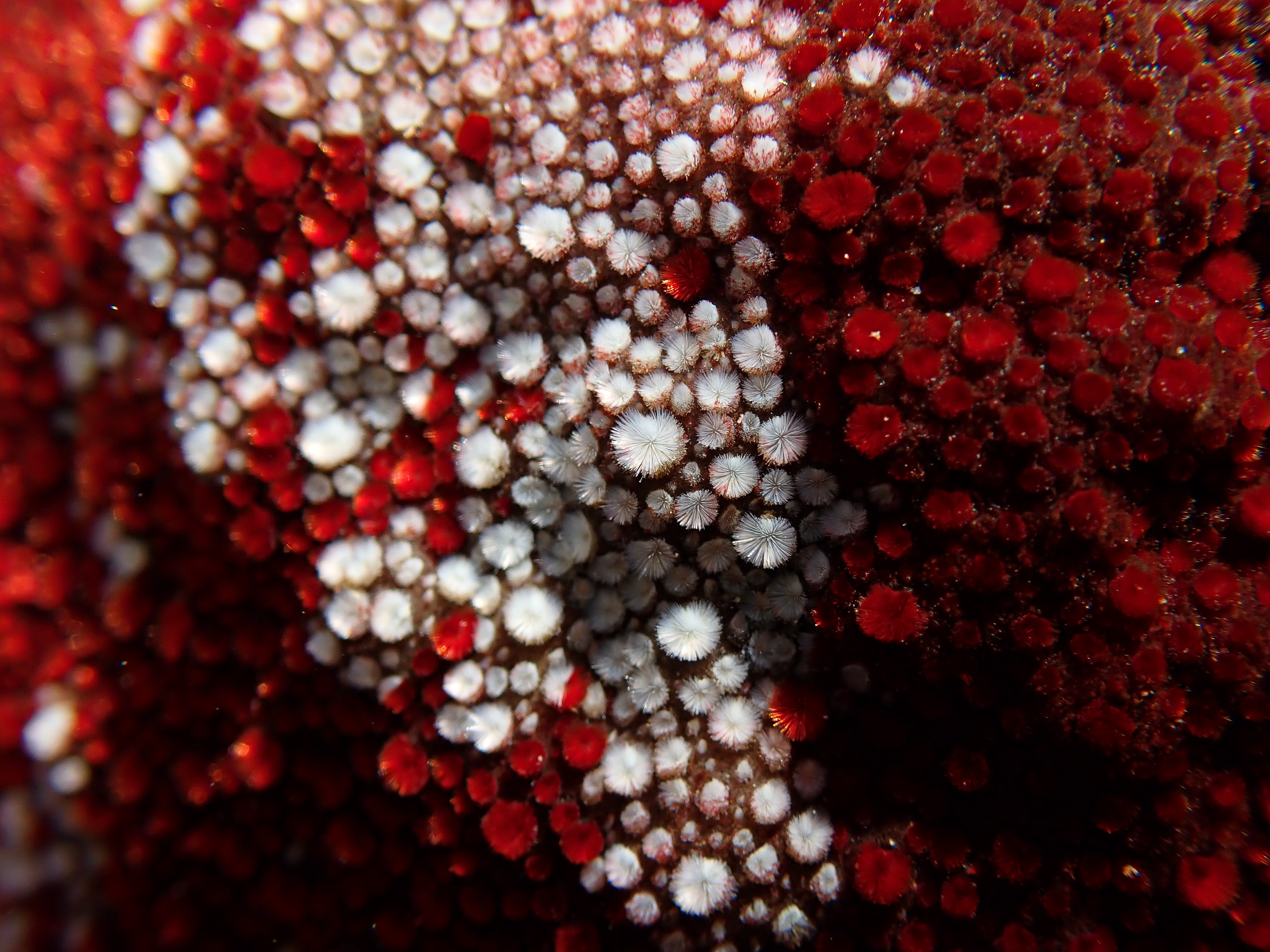 The Patterns of a Gumboot Chiton
