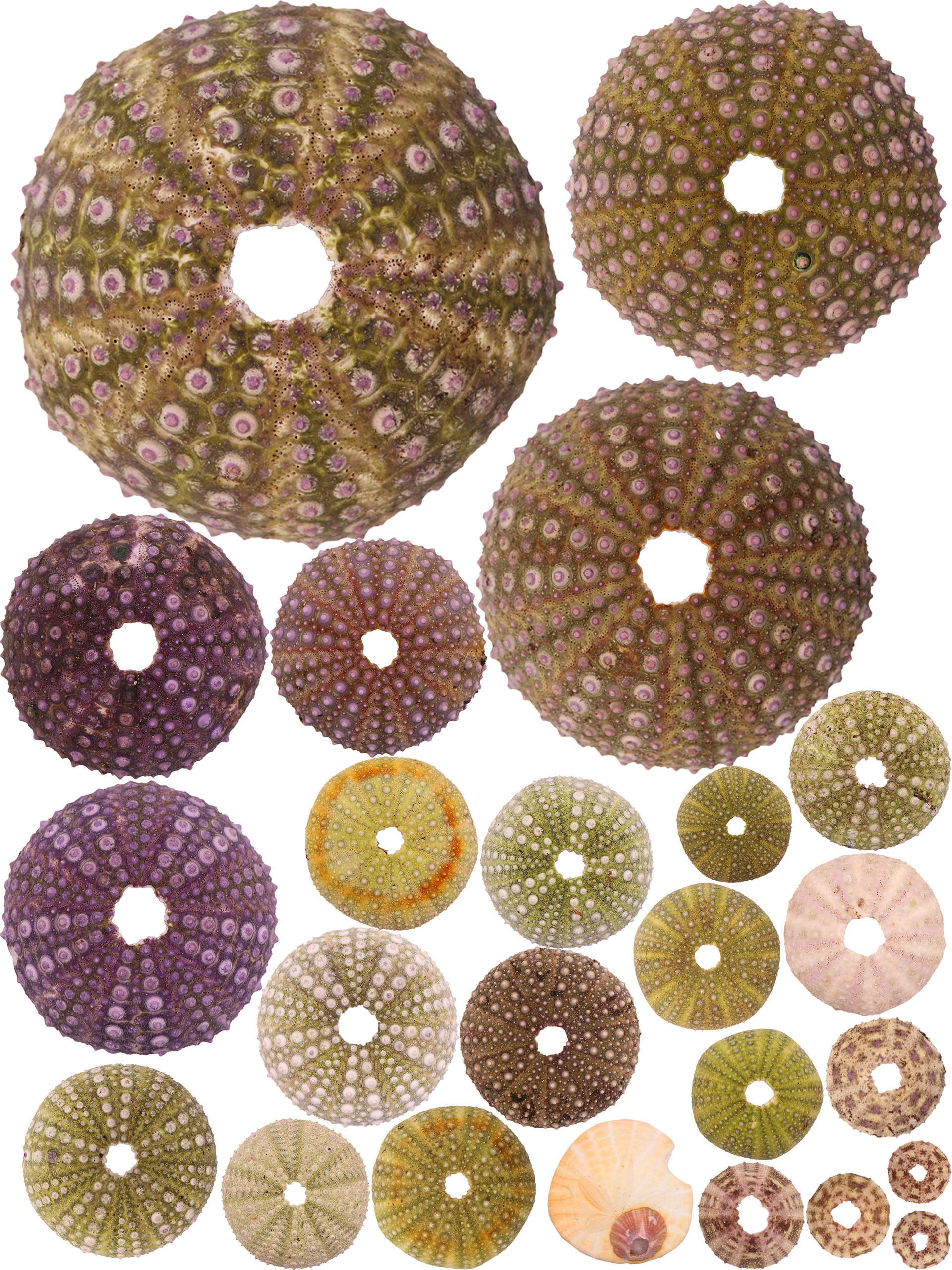 The urchins of Santa Barbara