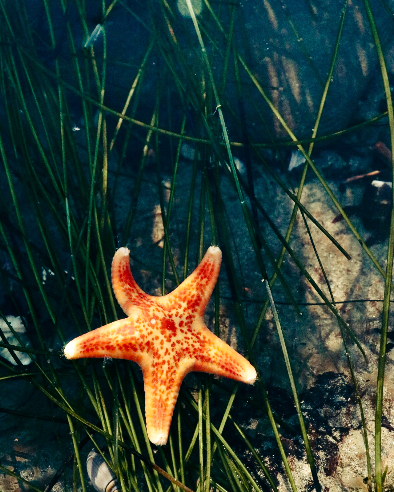 Seagrass Sanctuary