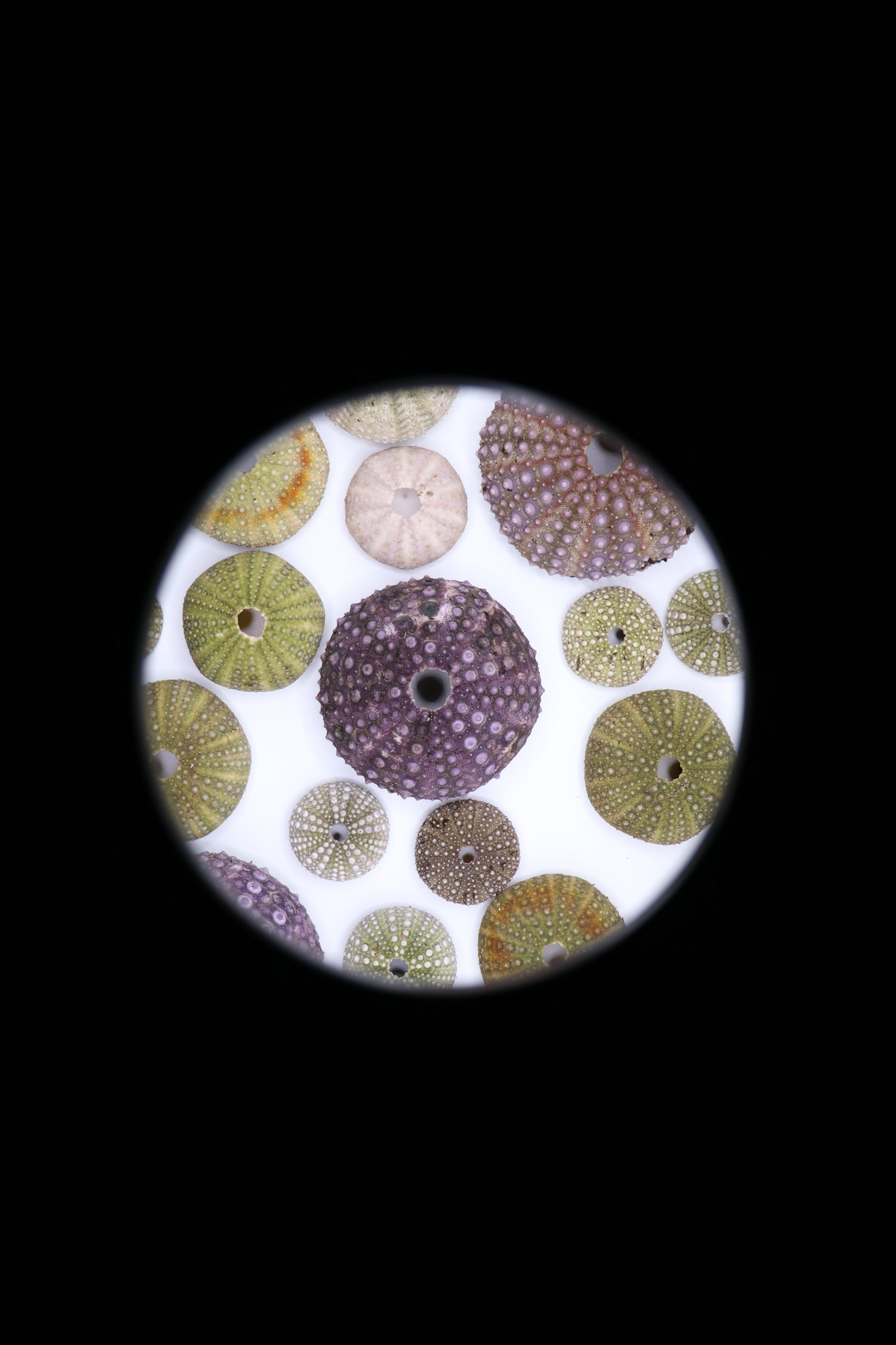 looking through the madreporite