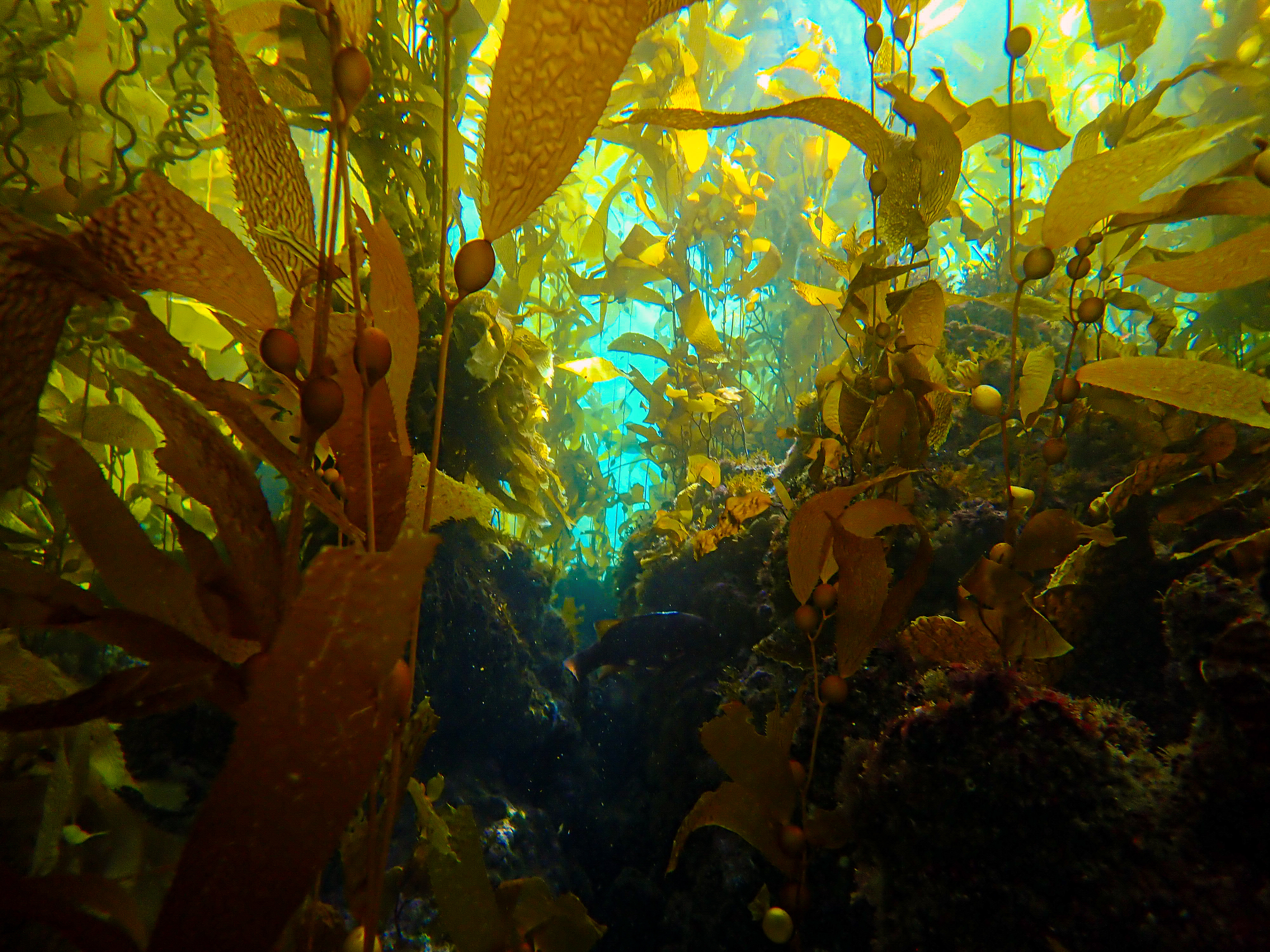 Kelp Trench
