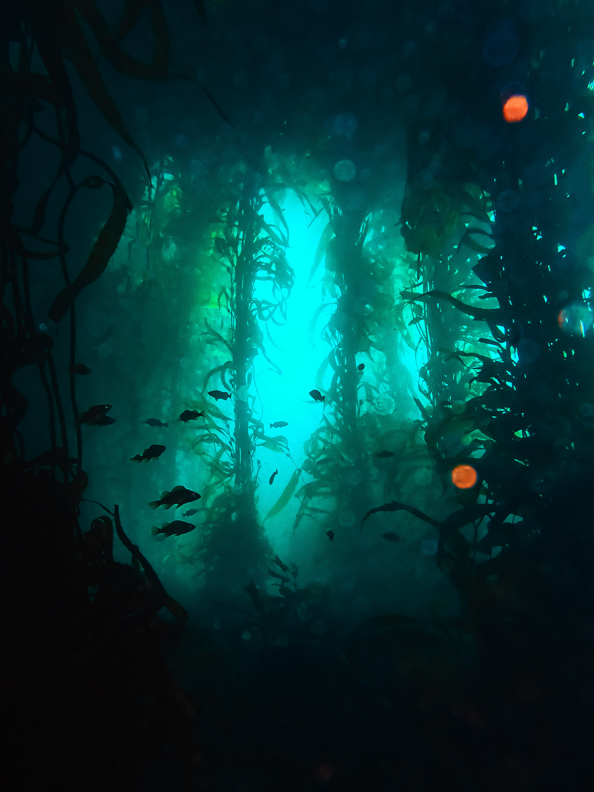 Through a Kelp Forest