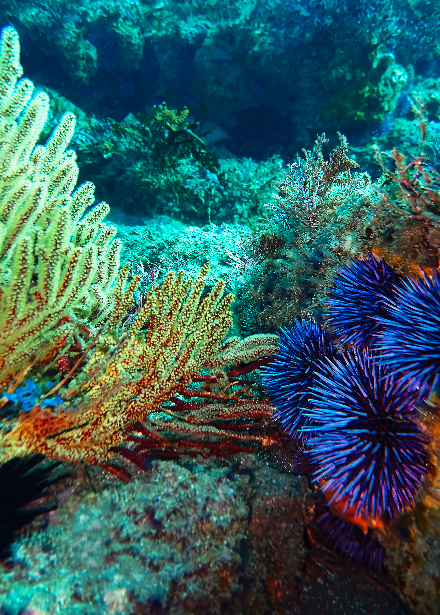 Reef Colors