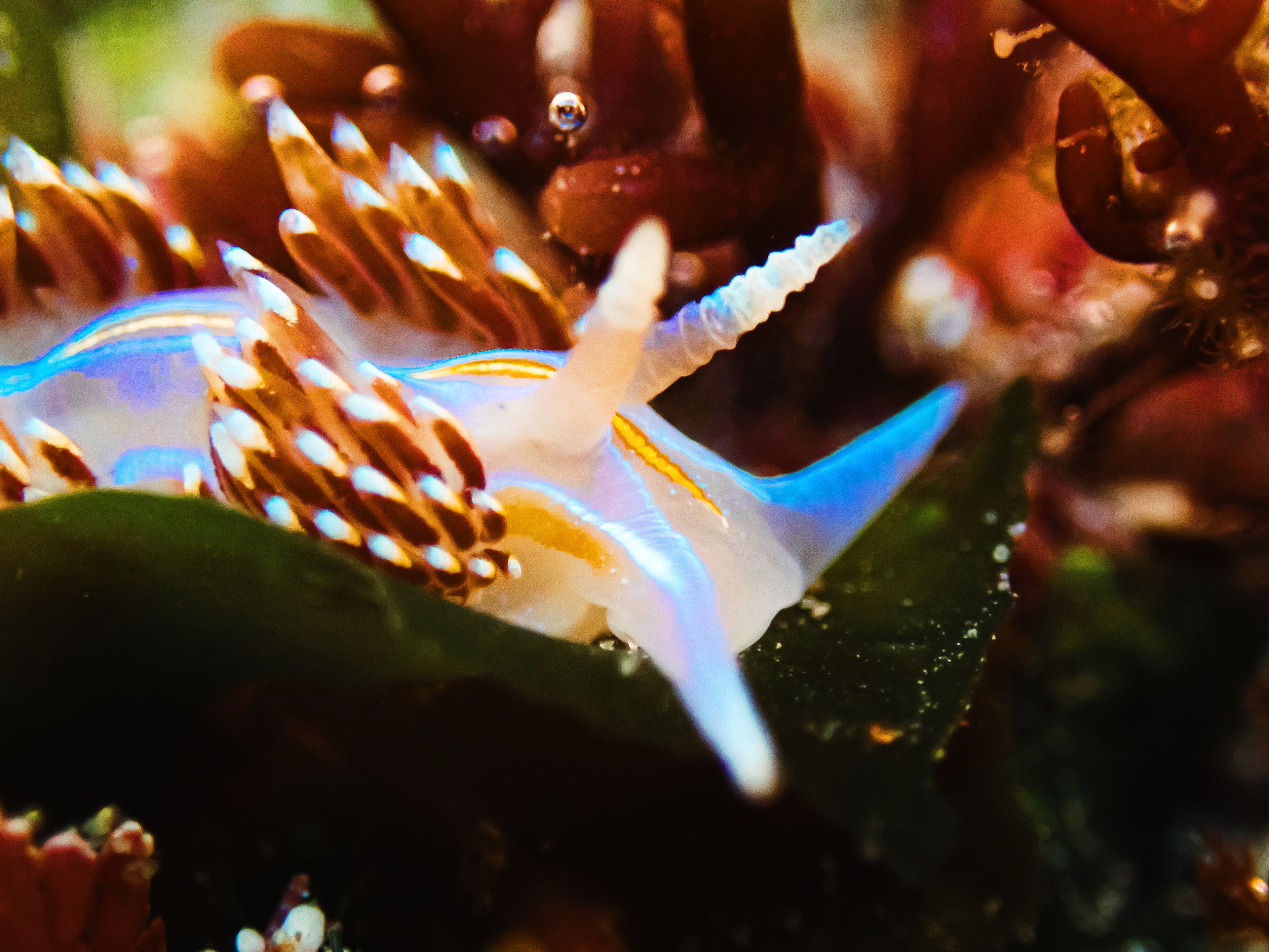 Opalescent Nudibranch
