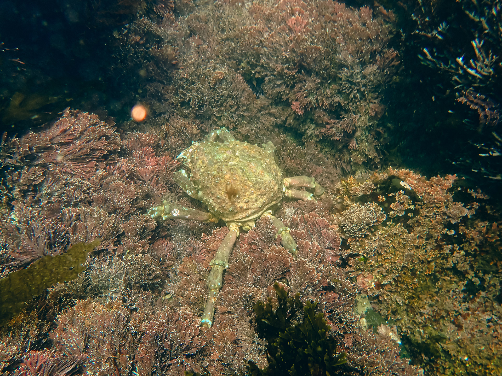 King of the Rock