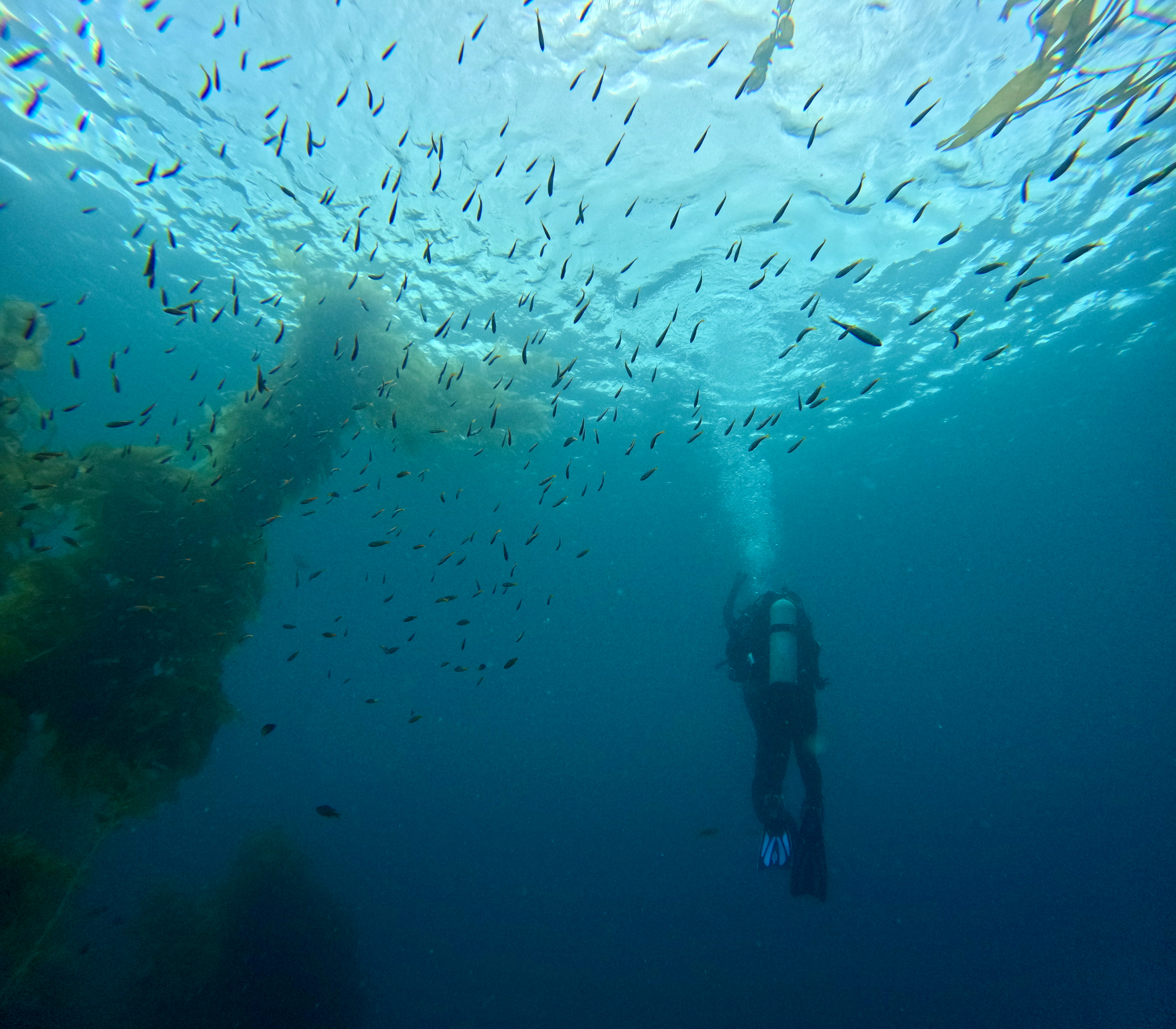 A Schooling Ascent