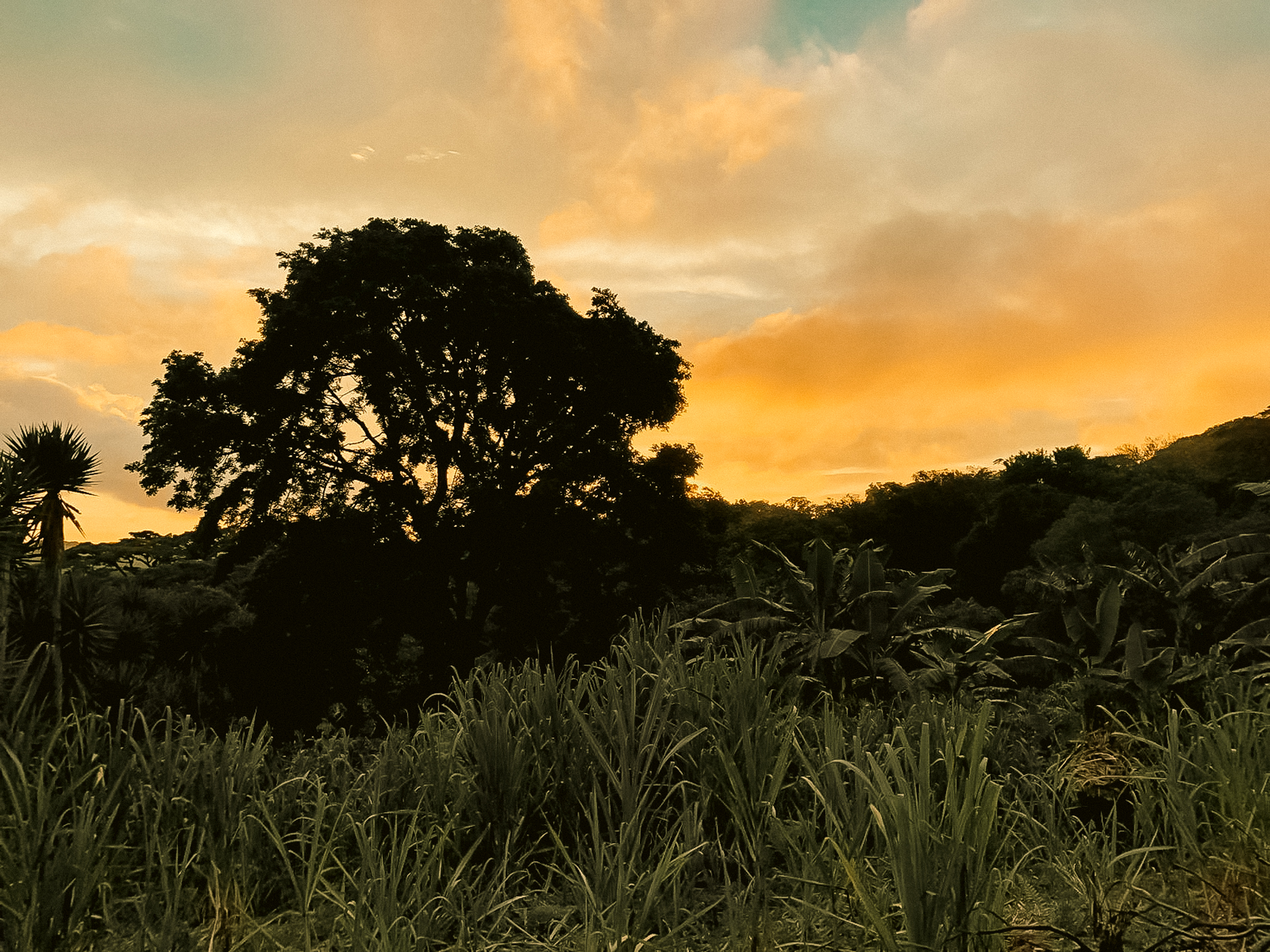 Pura Vida