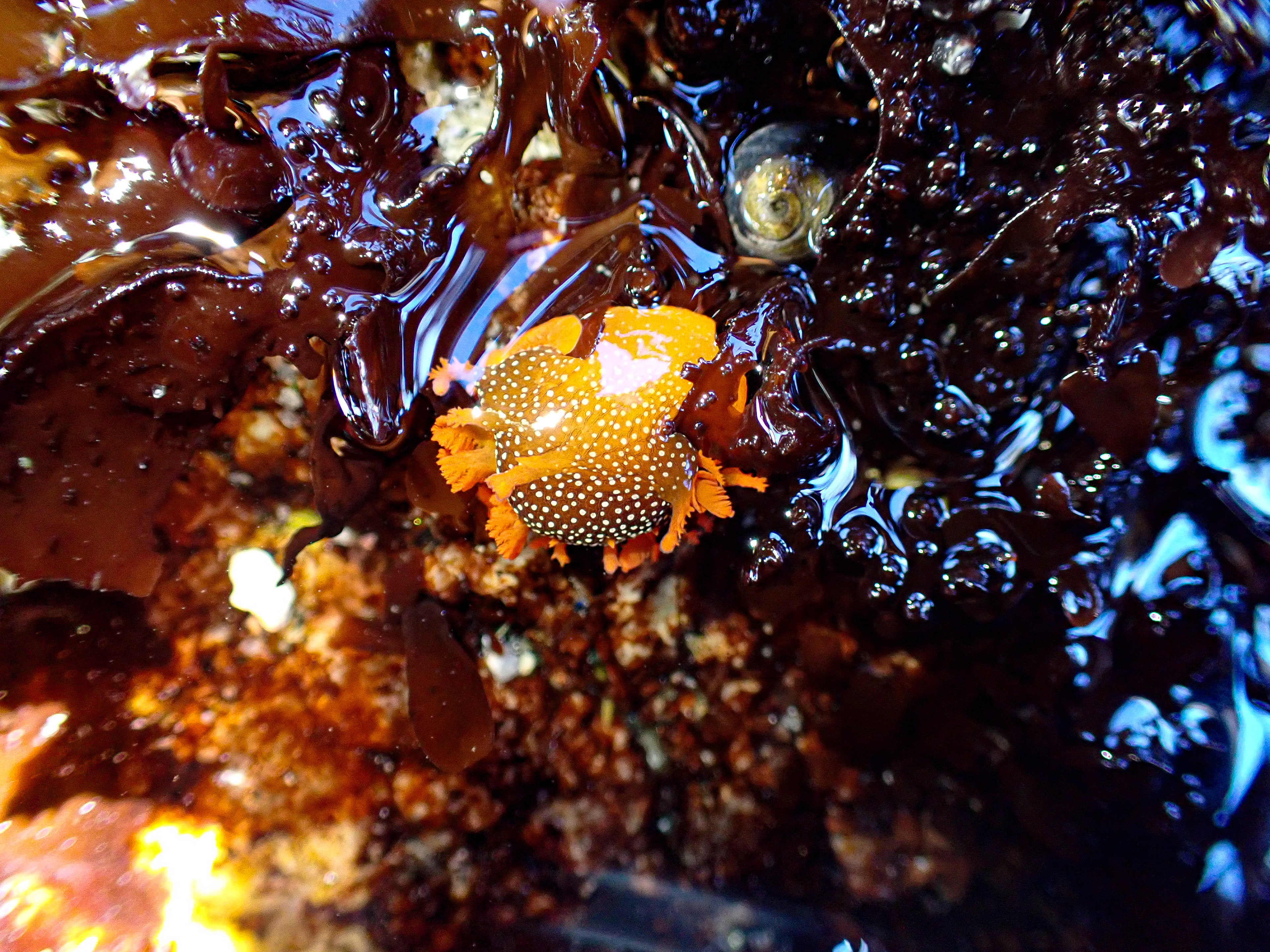 Spotted Dorid