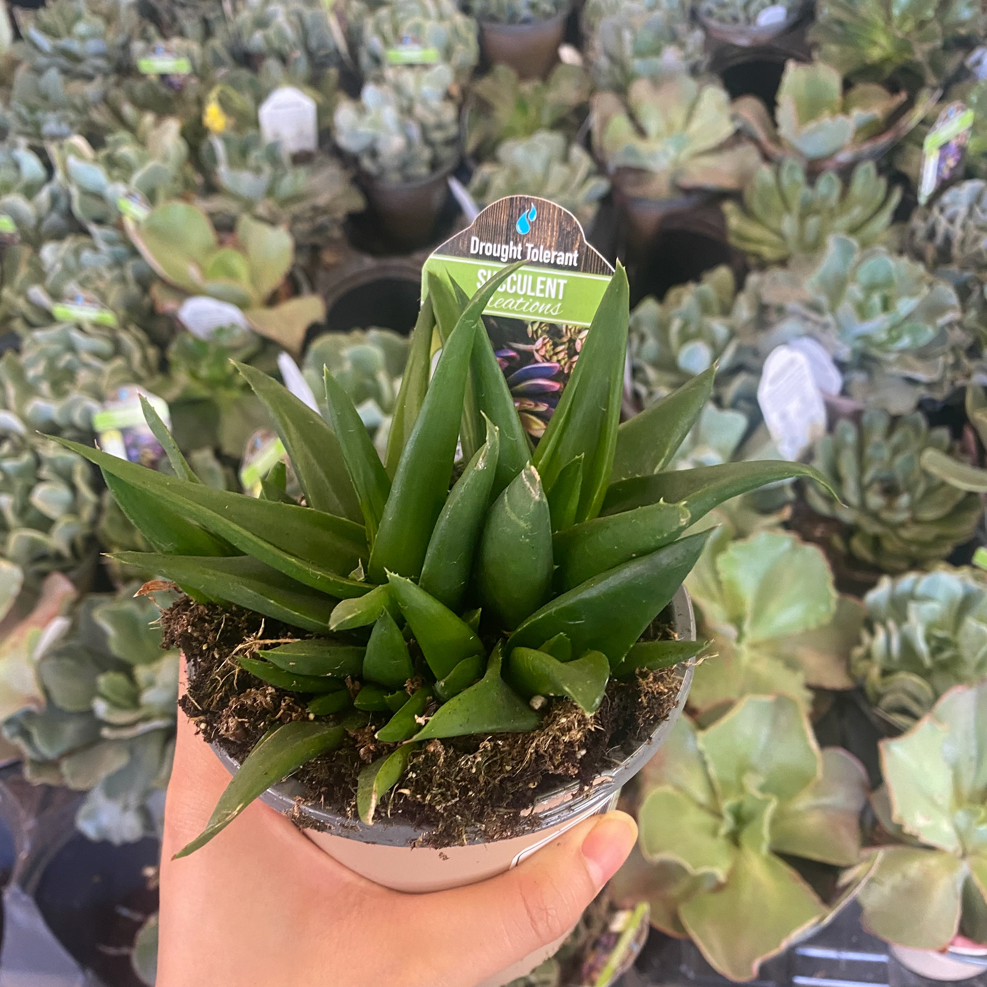 Spring succulent shopping.
