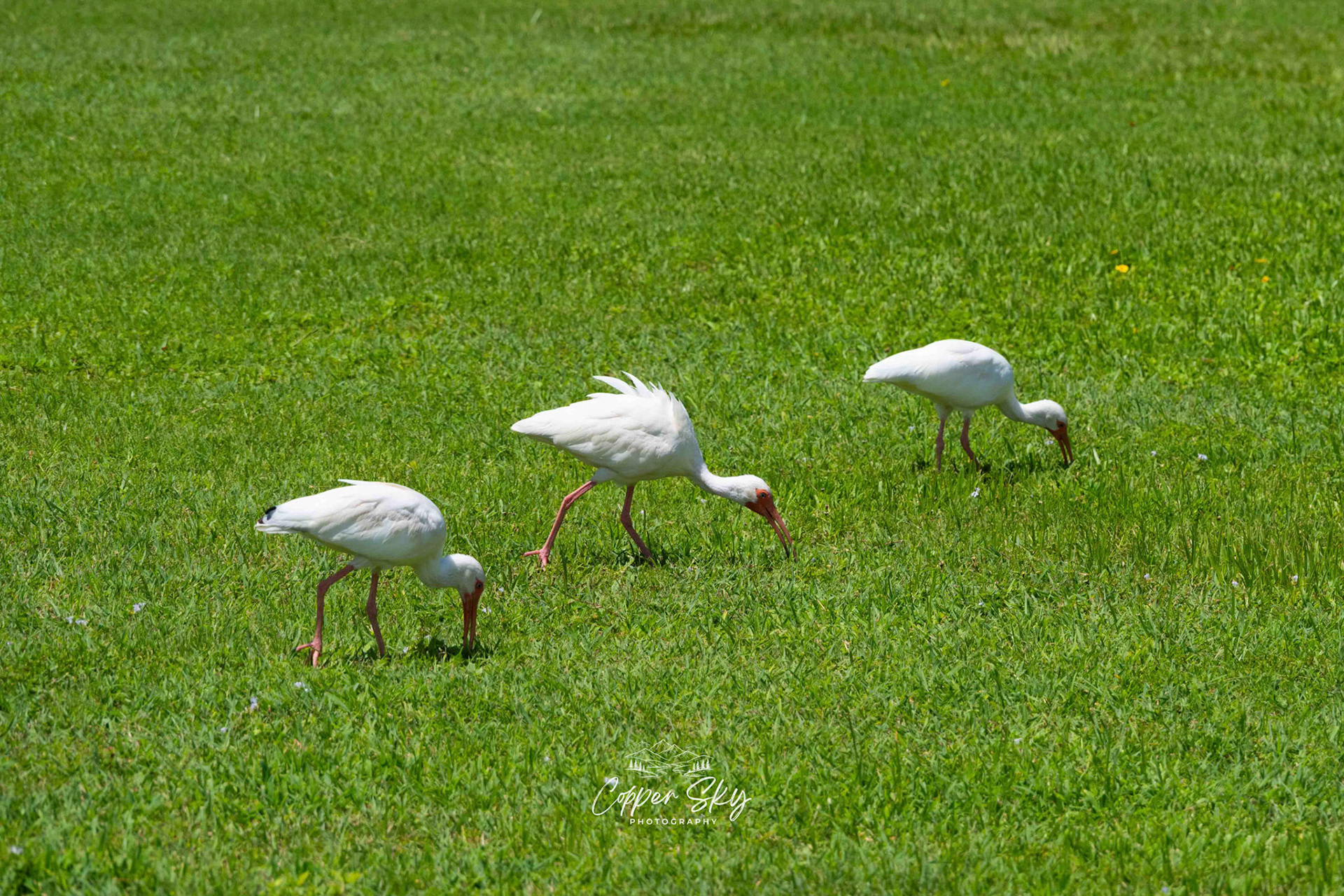 White Ibis