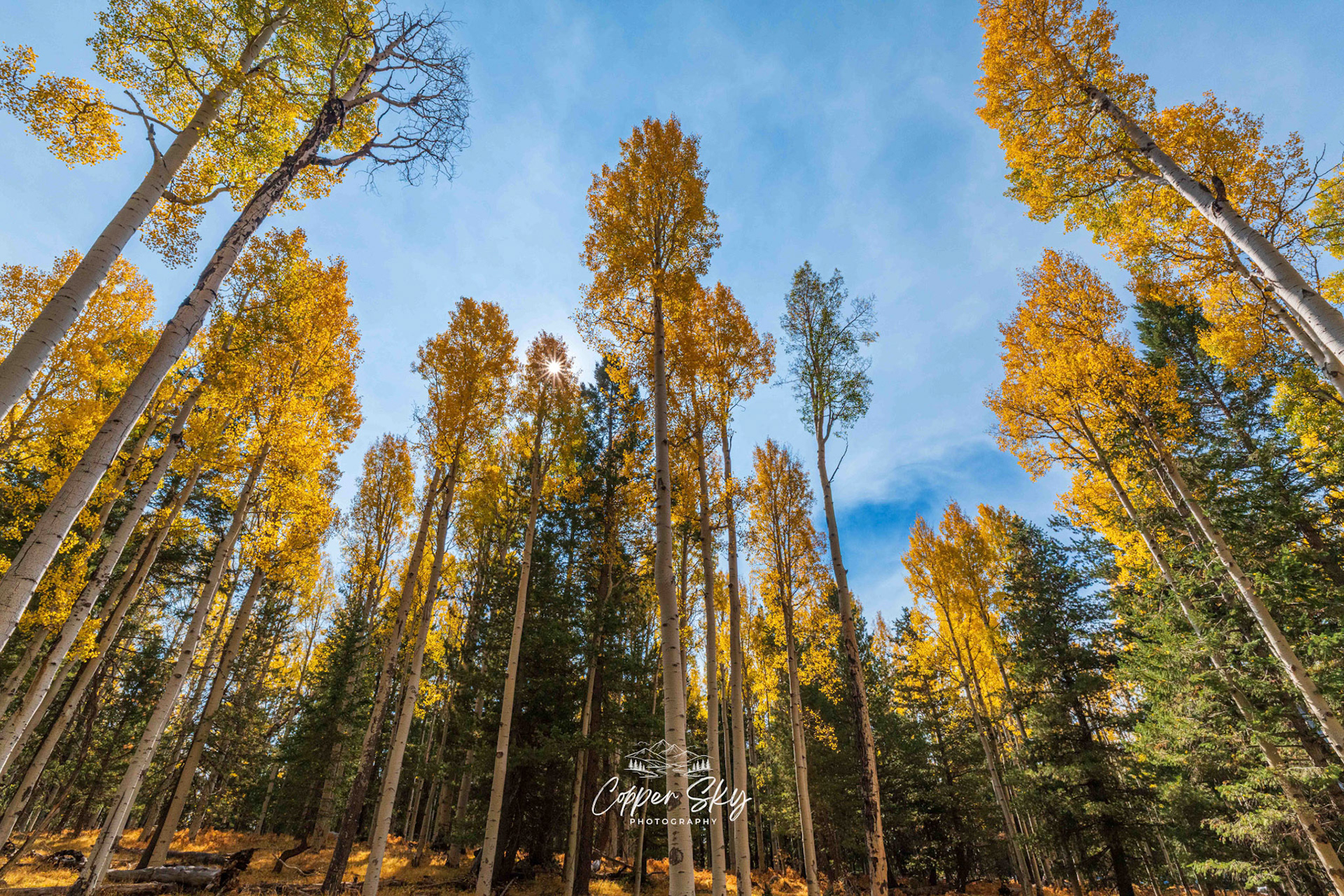 Sunburst through the Aspens