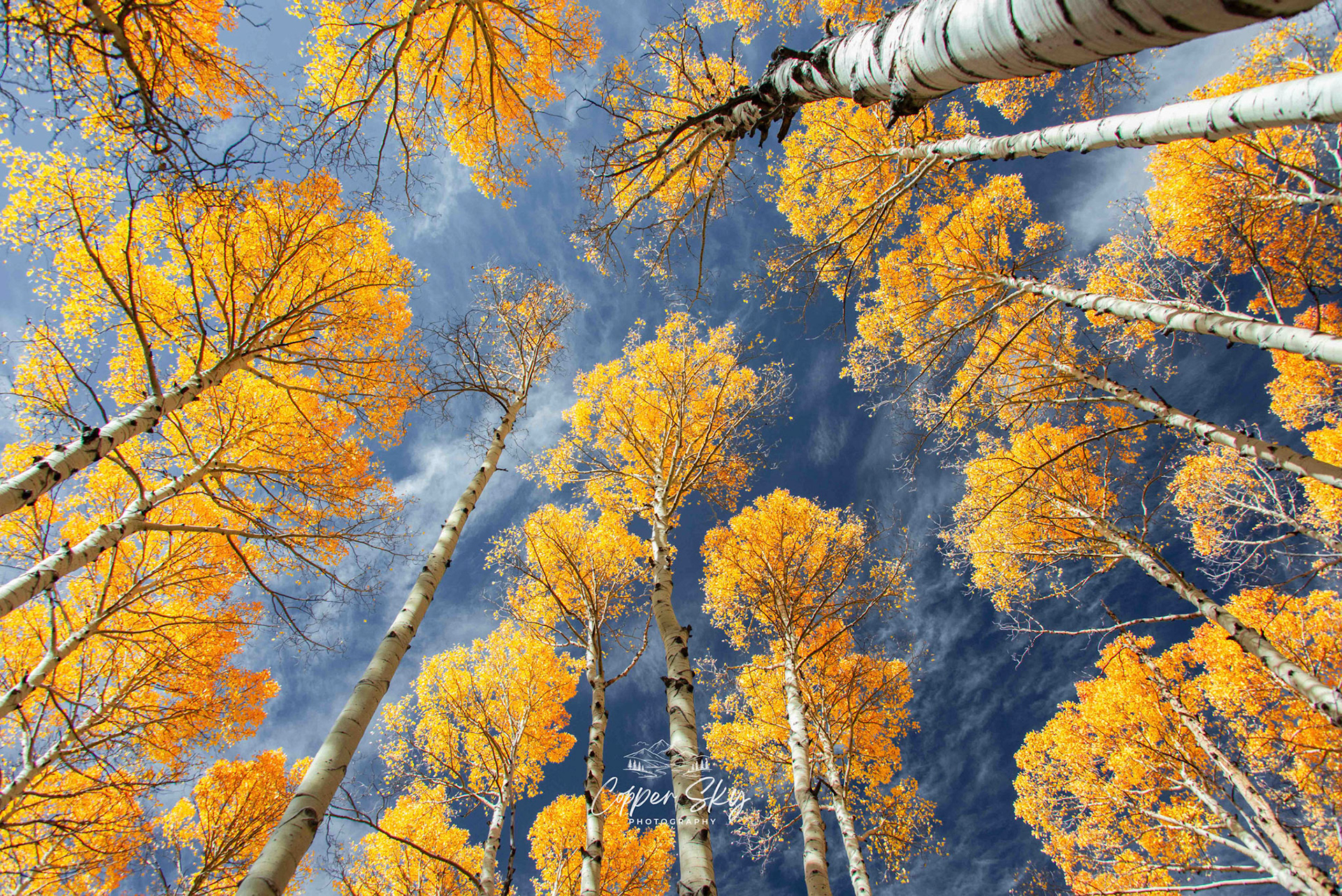 Yellow Aspens of Flagstaff