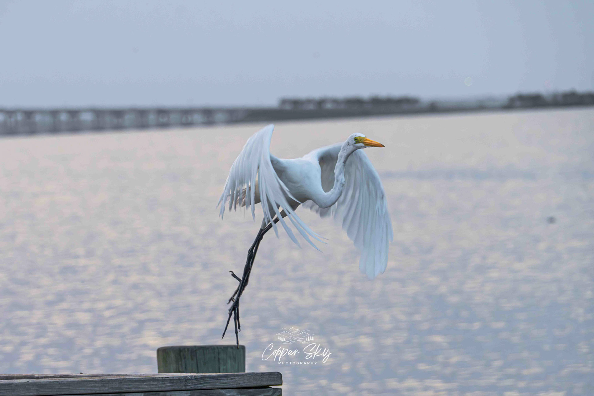 Great Egret
