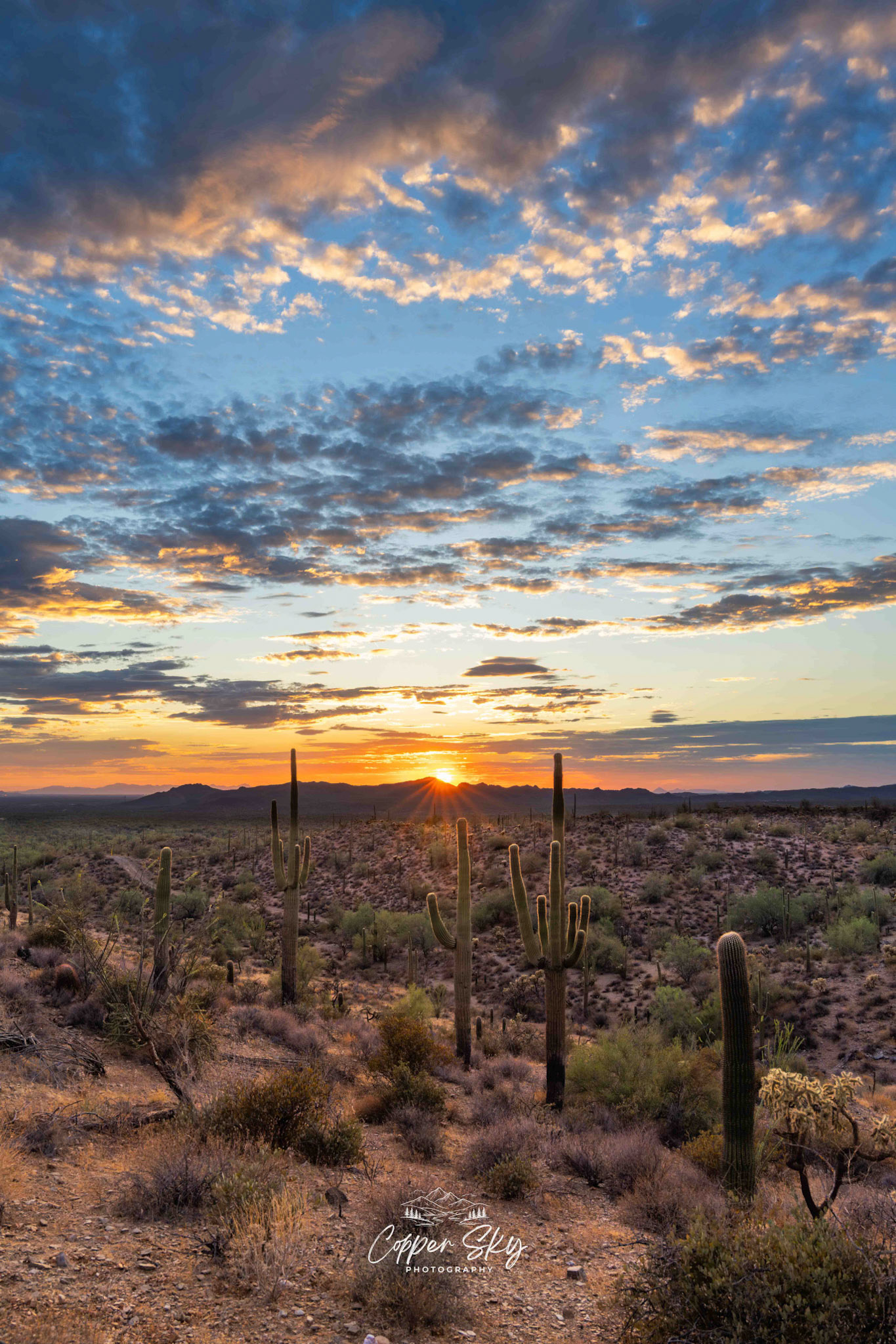 Saguaro cactus at Sunset