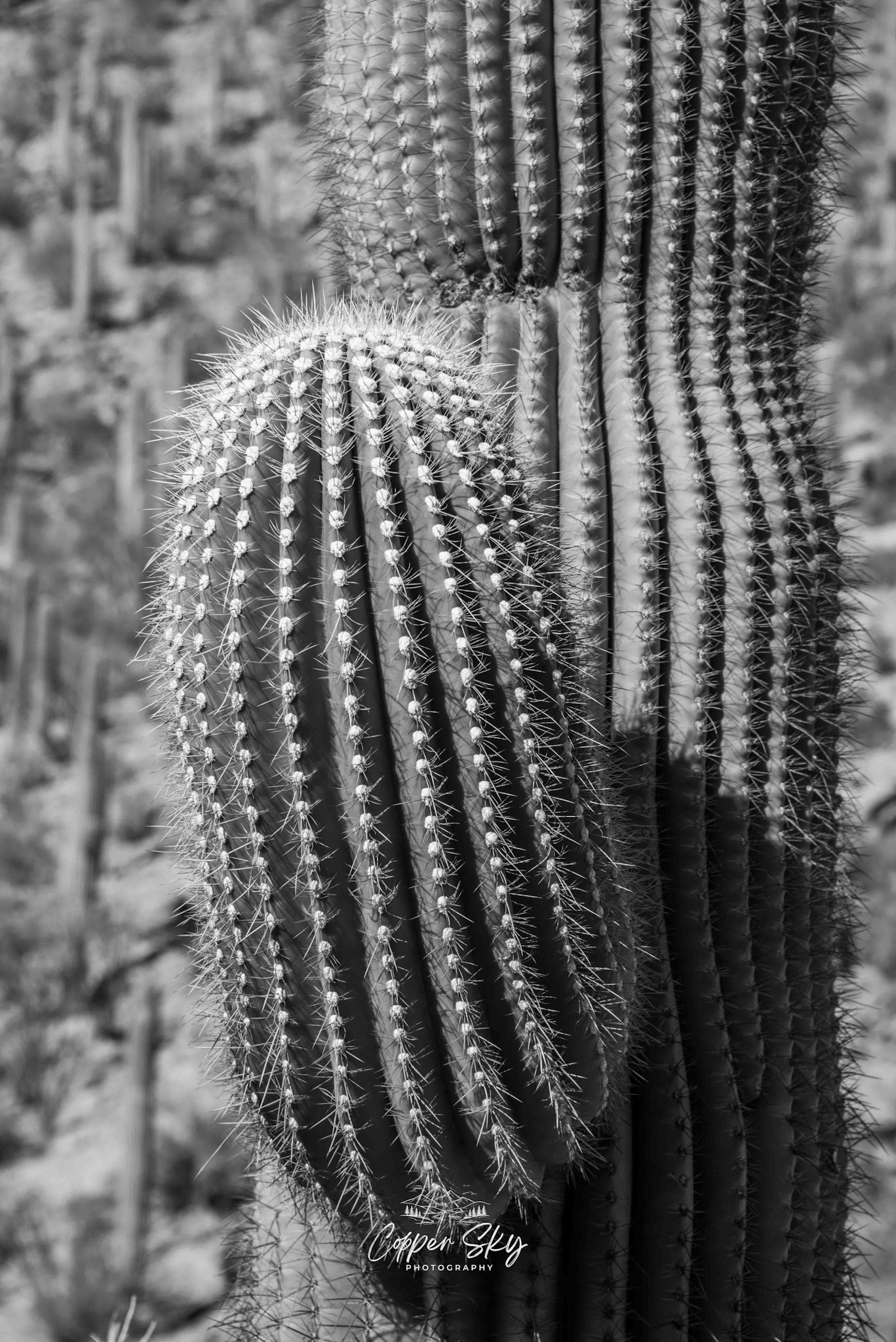 Saguaro Cactus