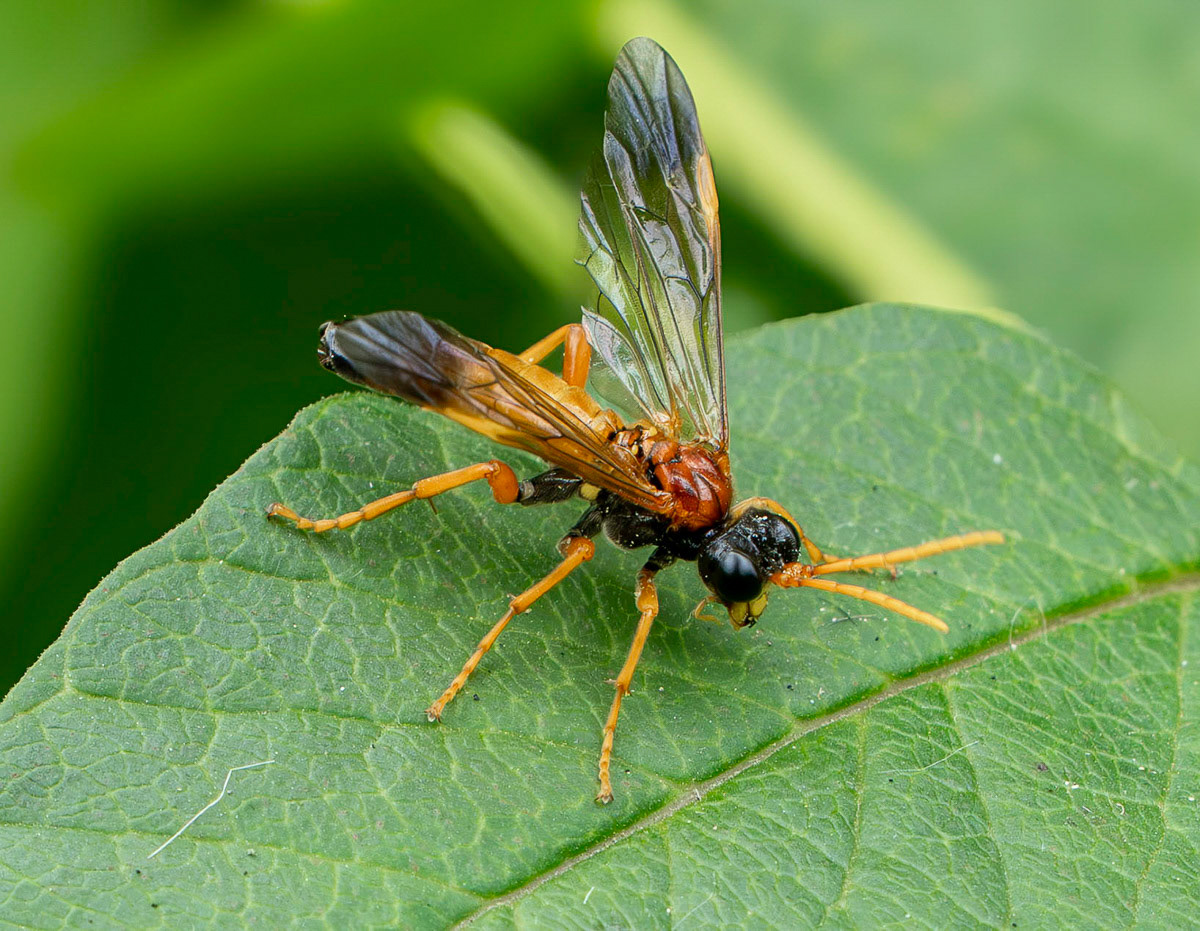 Tenthredo campestris