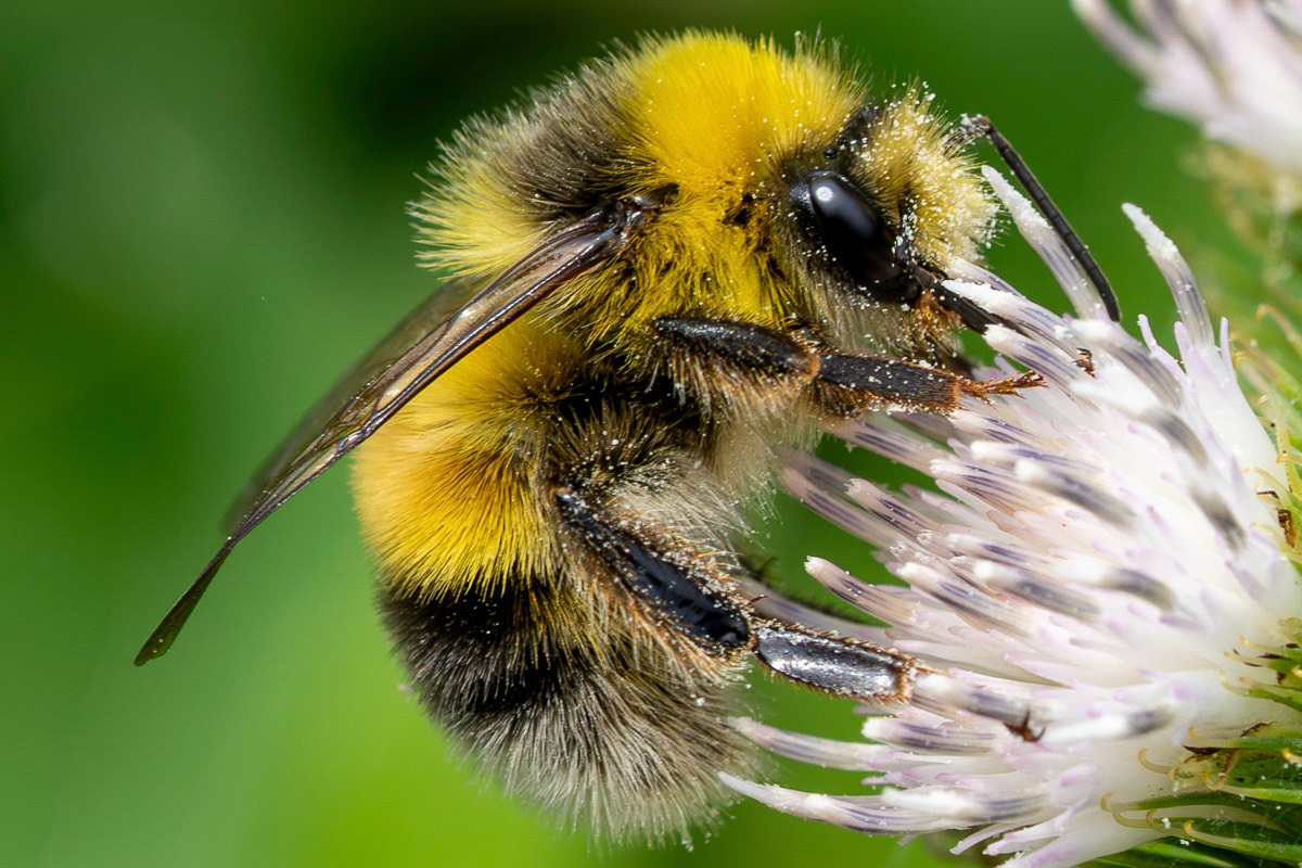 Veldhommel