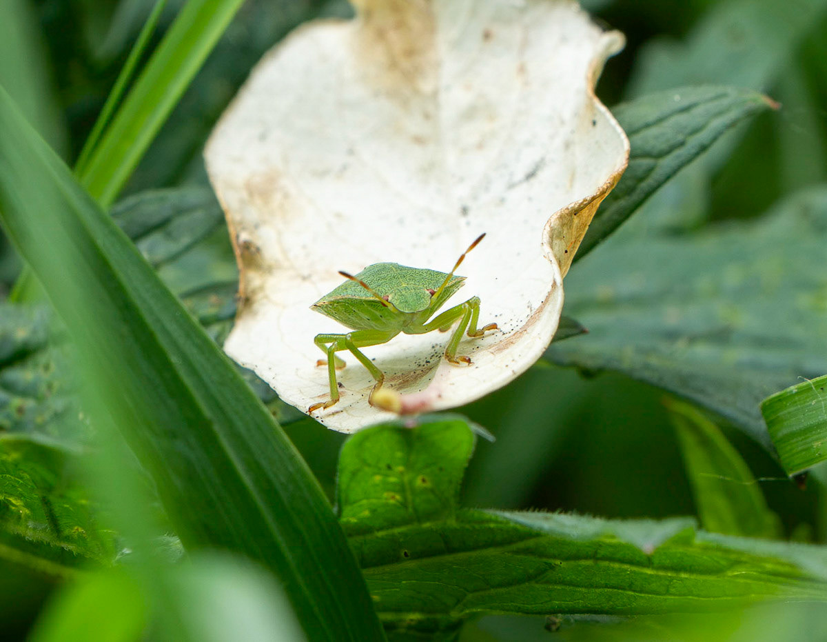 Groen schildwants