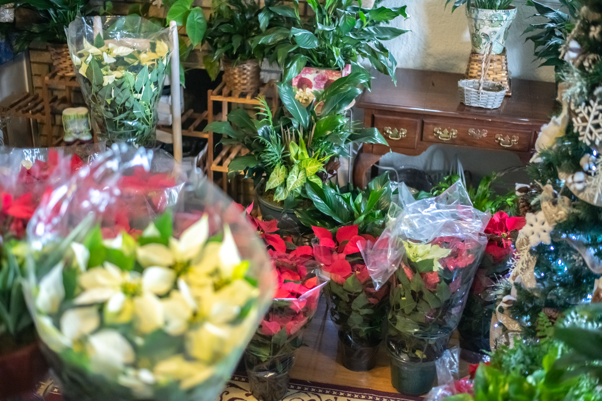 Poinsettas sit in the front room of Always In Bloom Florist in Archdale, N.C. on November 25, 2020.