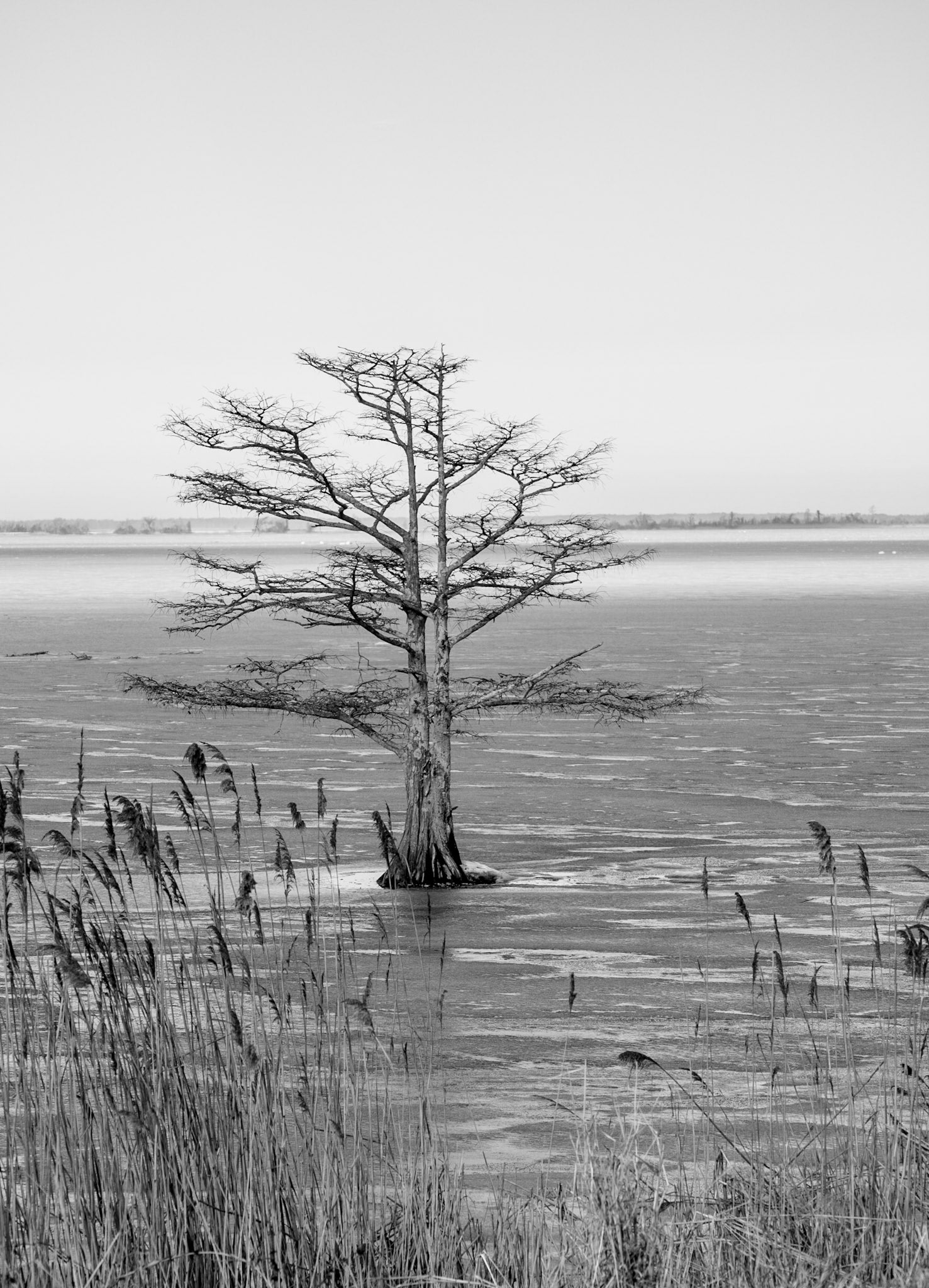 Lake Mattamuskeet, North Carolina