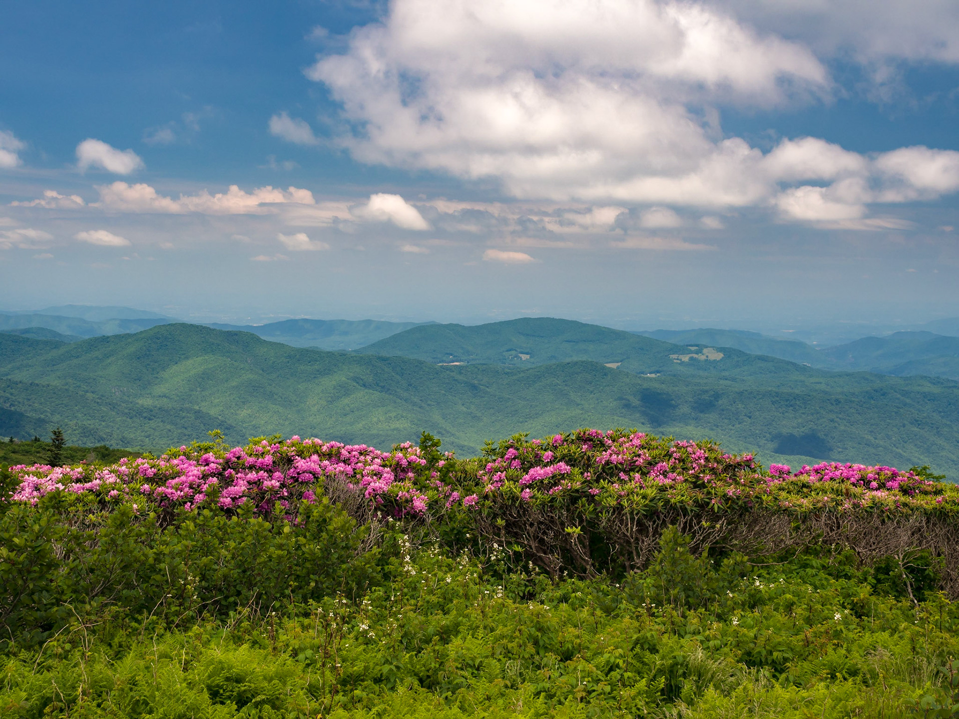 Near Grassy Ridge Bald