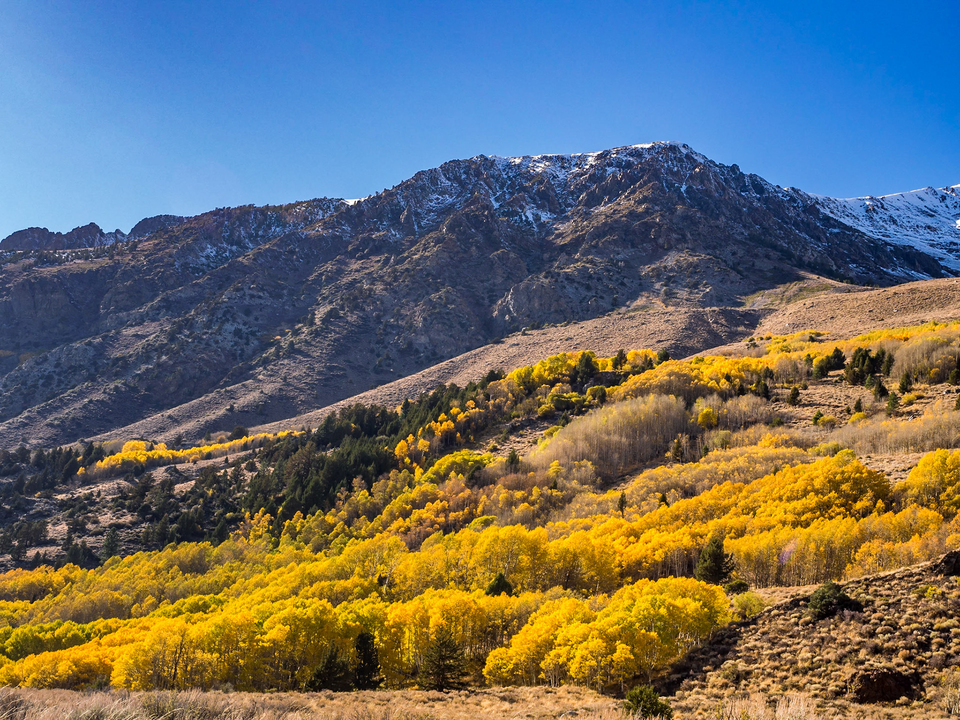 Aspens on June Lake Loop